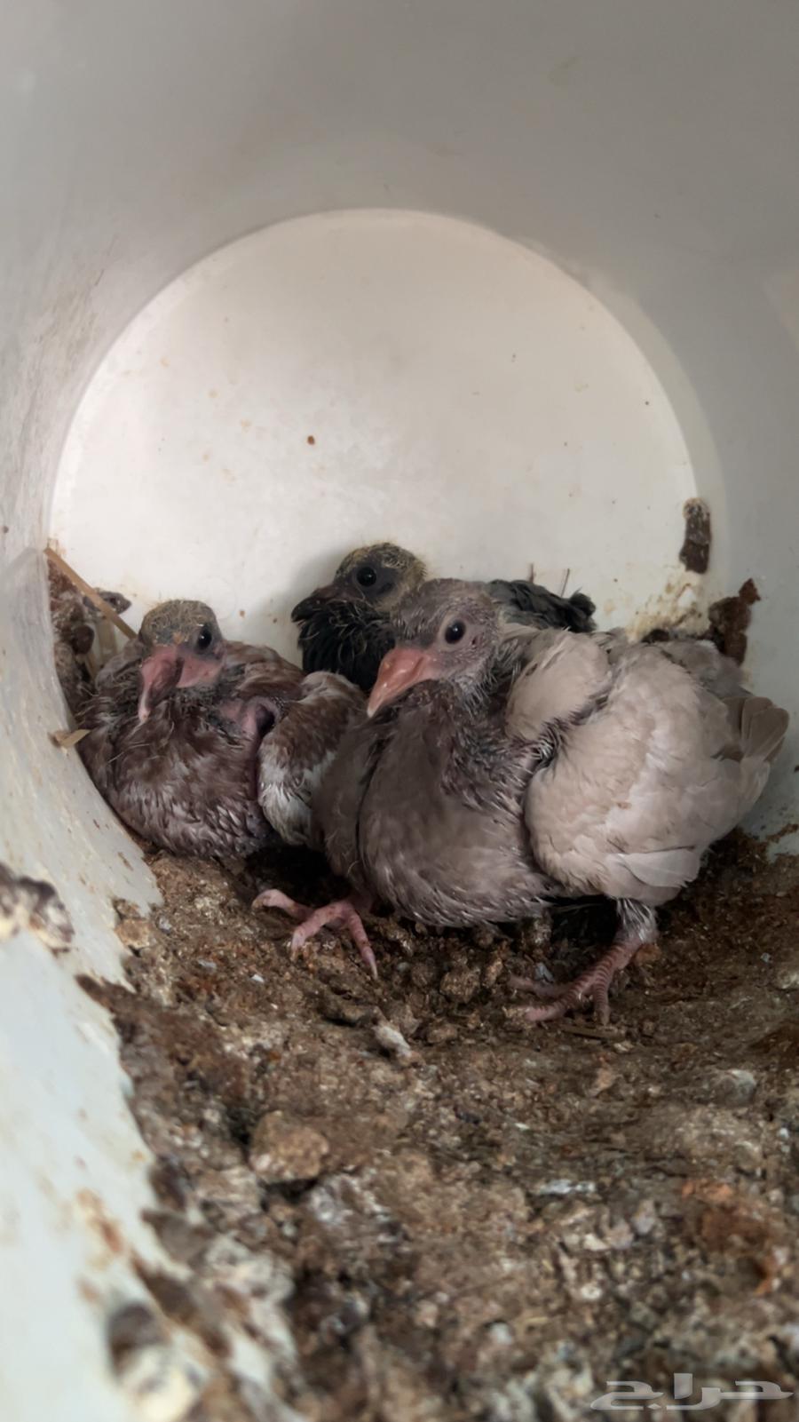 فروخ حمام للبيع فرنسي سلفر زاجل منتف جاهز64515375230467112