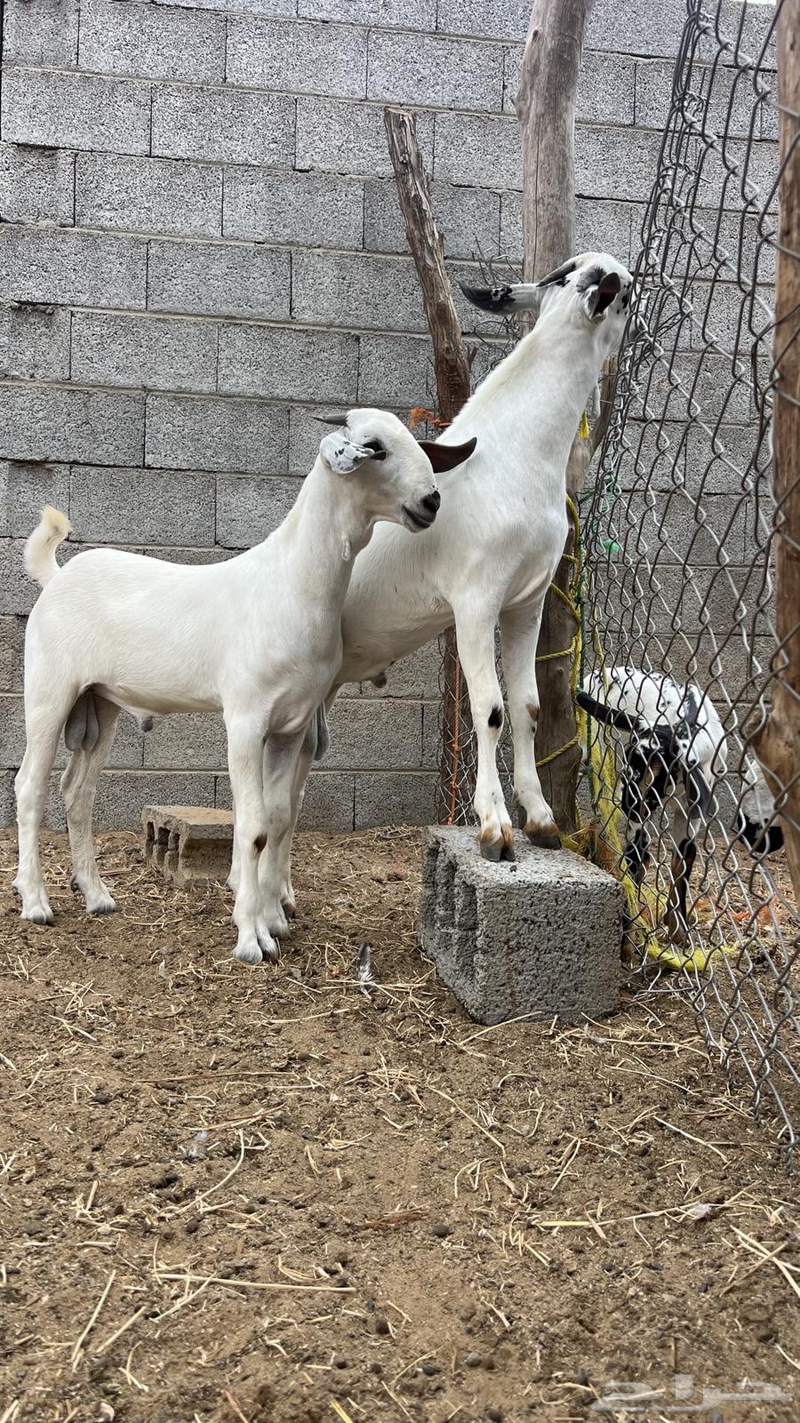 Projects of a kind64514362326145112