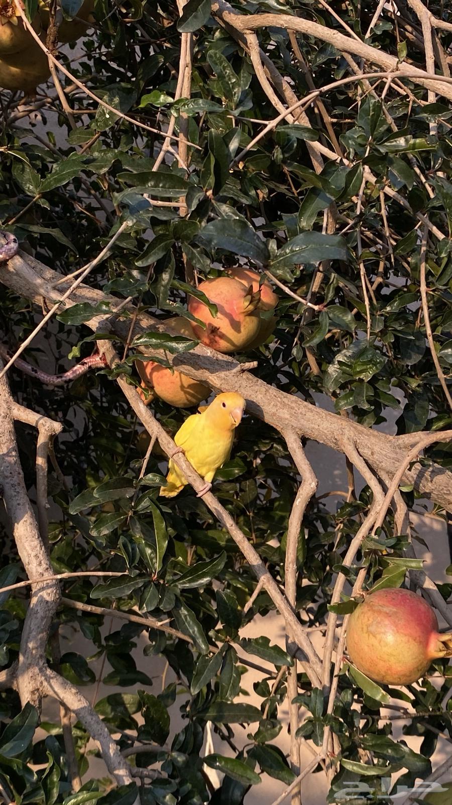 تم البيع64516893642626114