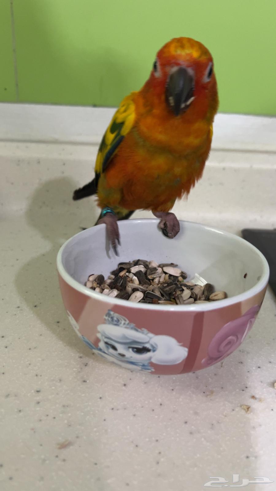 صن كنيور للبيع ( عمر 4-5 شهور .ذكر محلل DNA )64518860121987113