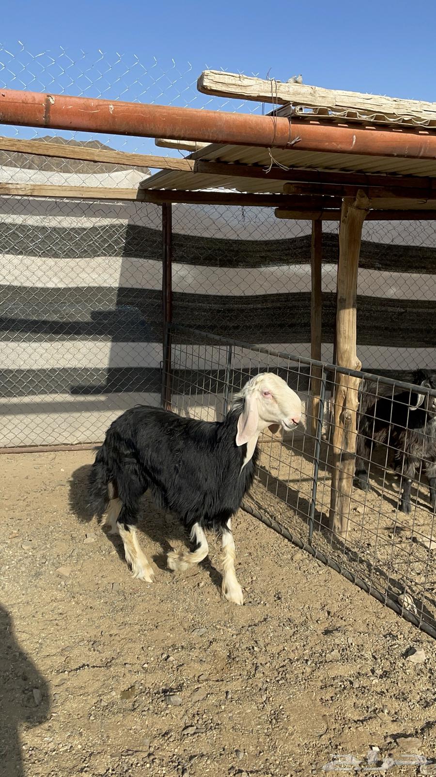 طلي نجدي صنف مشروع فحل فاخر (تم البيع)64514638155395111