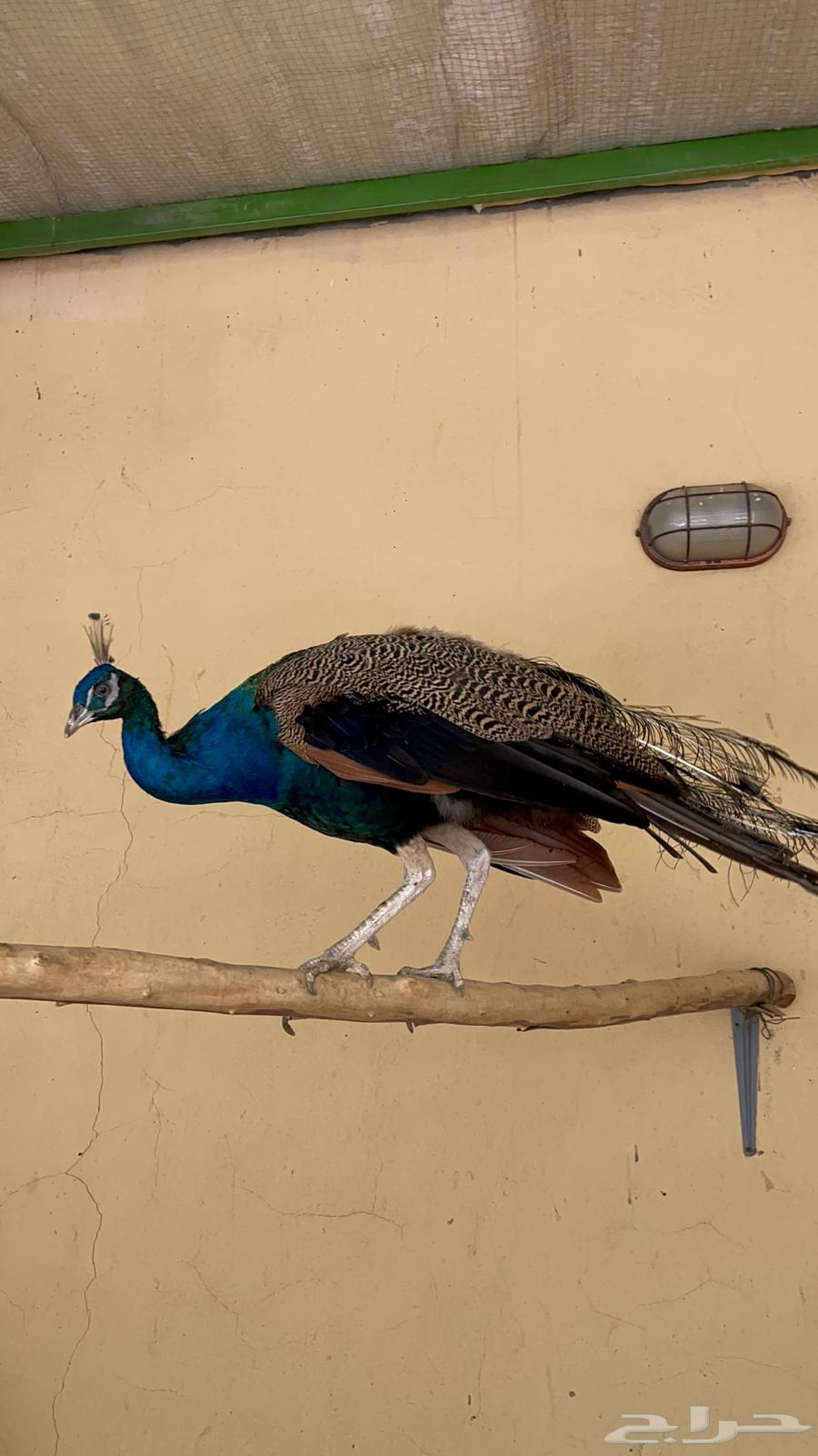 Peacock64511898448385110