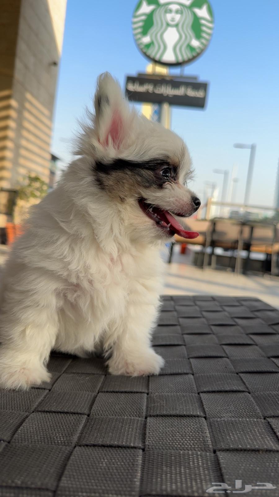 كلب لللبيع العمر 70 يوم64516296815107111
