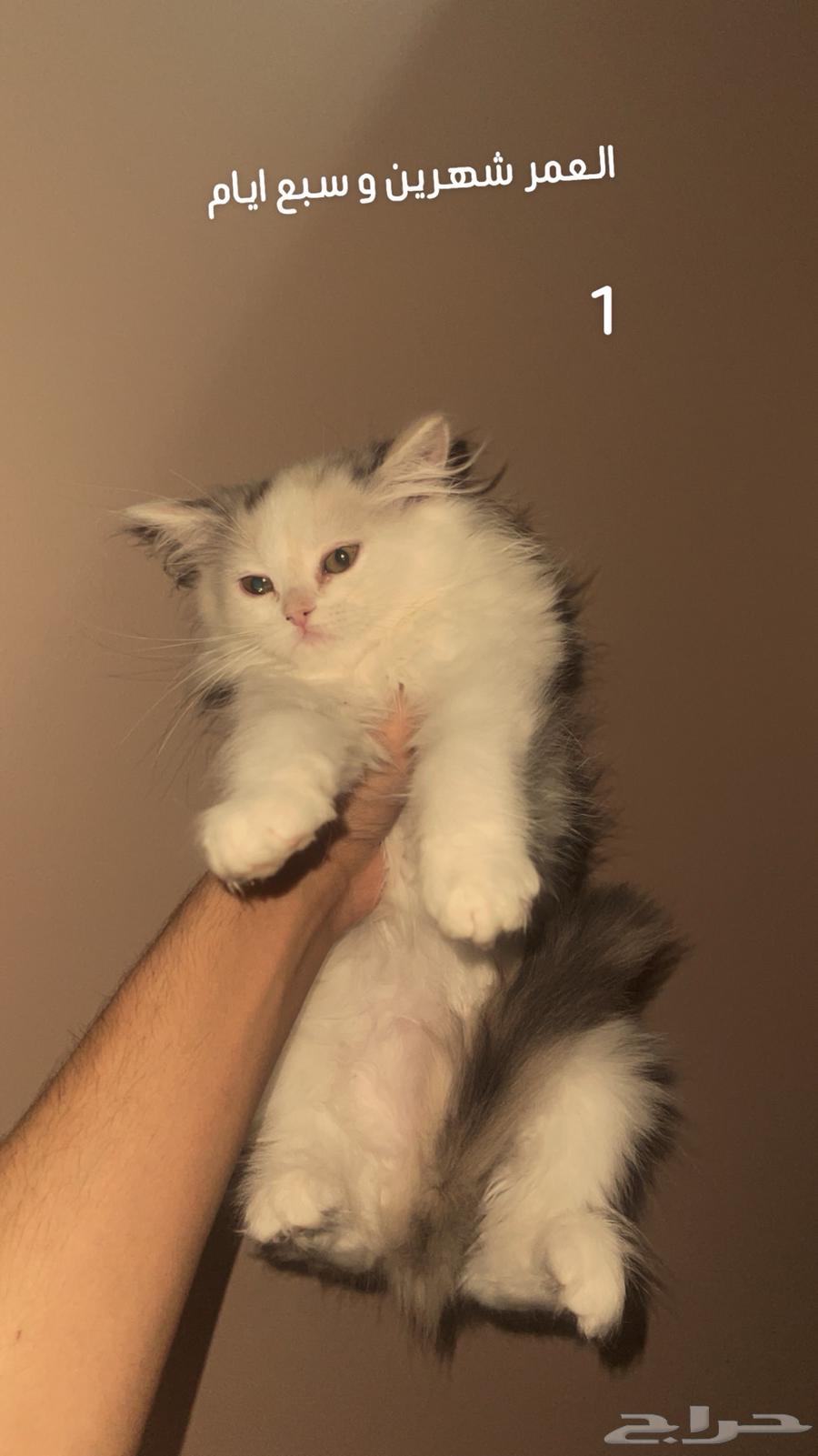 للبيع قطط صغيرة مميزة64513769990145110