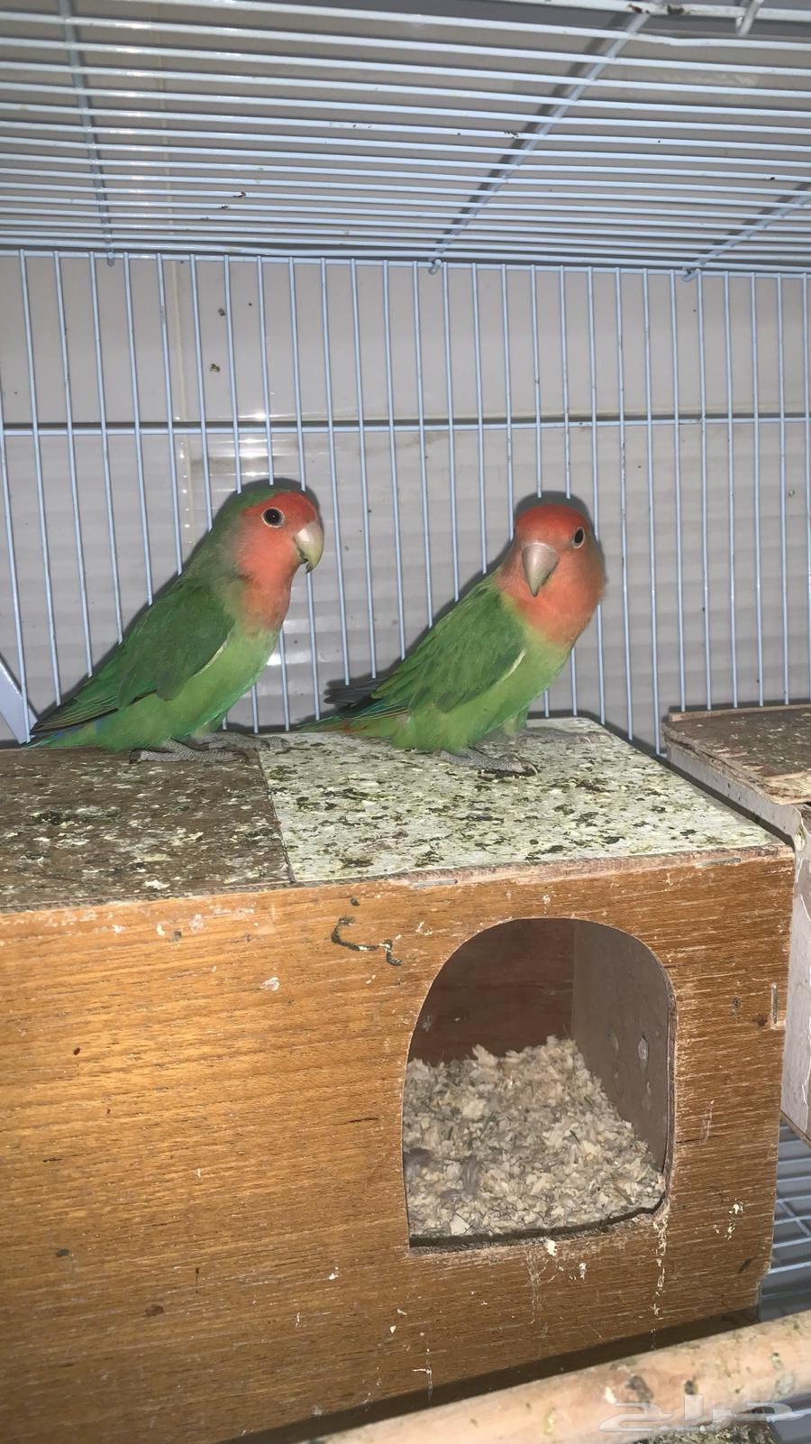 روز للبيع64516836972034114