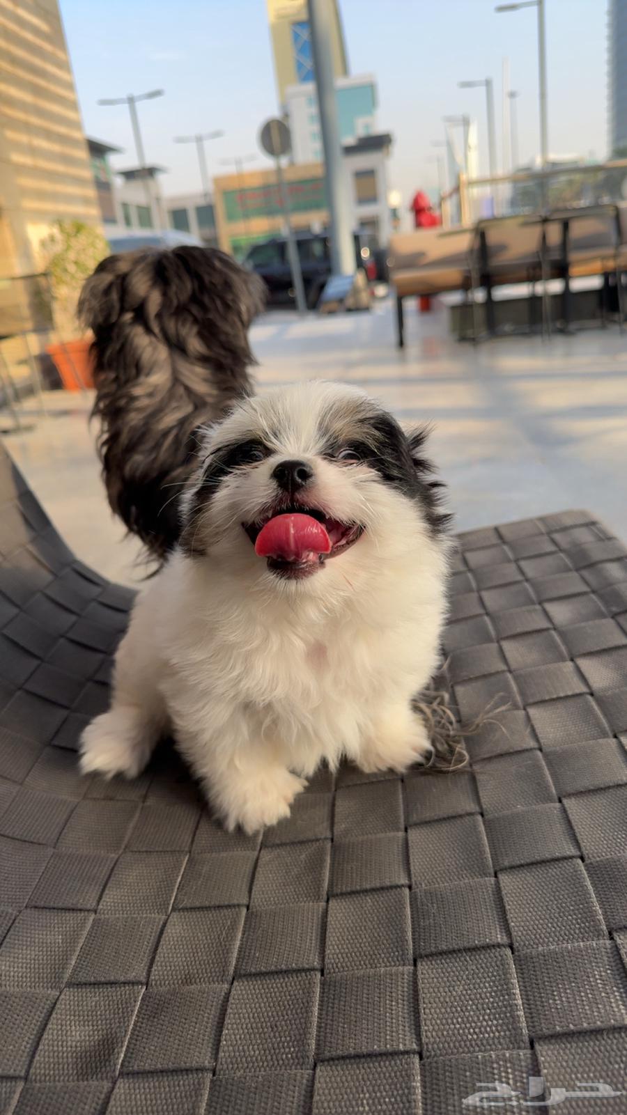 كلب لللبيع العمر 70 يوم64516296815107112