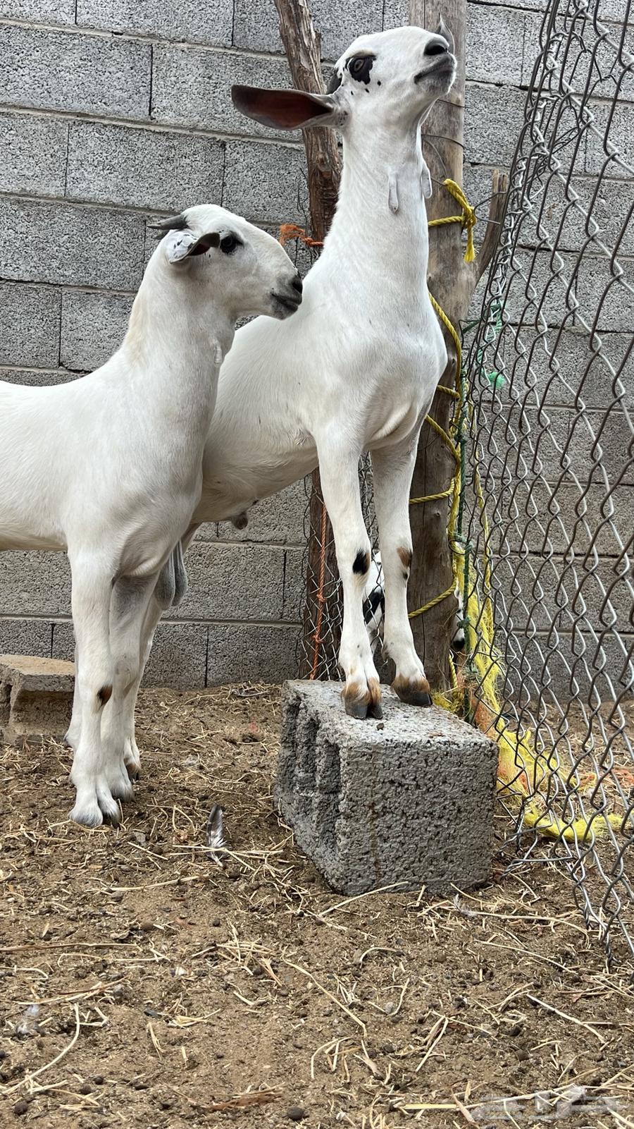 Projects of a kind64514362326145111