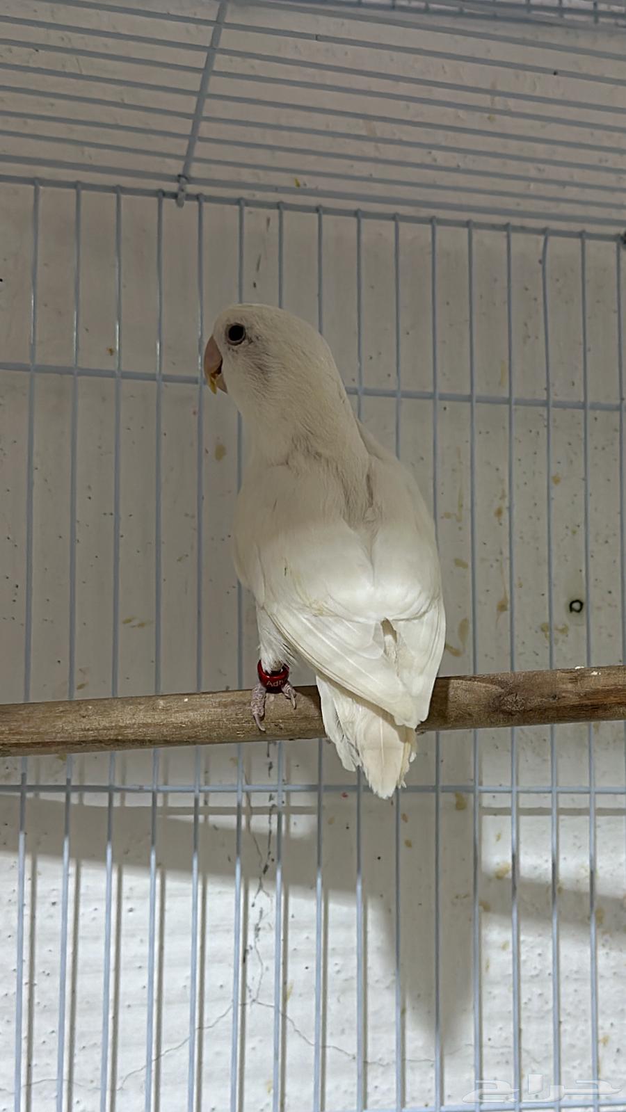 جوز البينو صافي عيون حمراء منتج64514568783747110