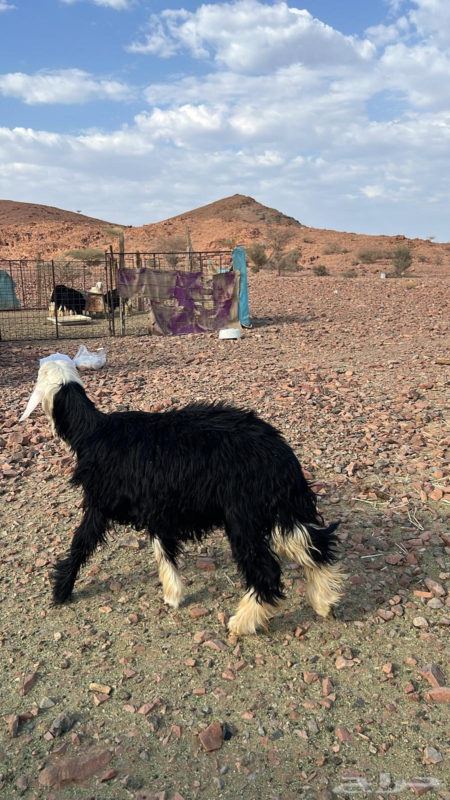 طليان نجد للبيع64515905899394111