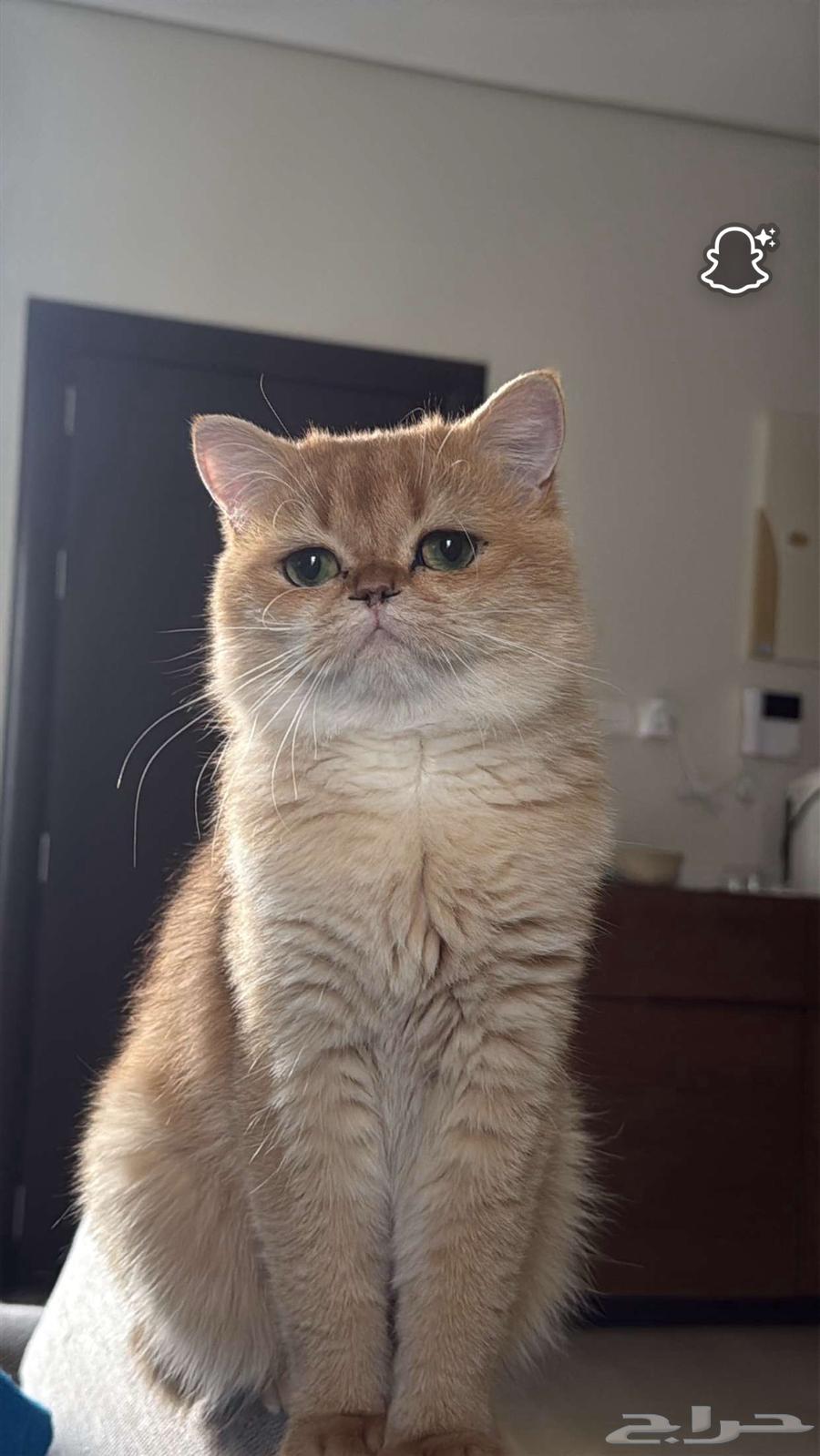 قط بريتش شورت هير للبيع64511492496771112