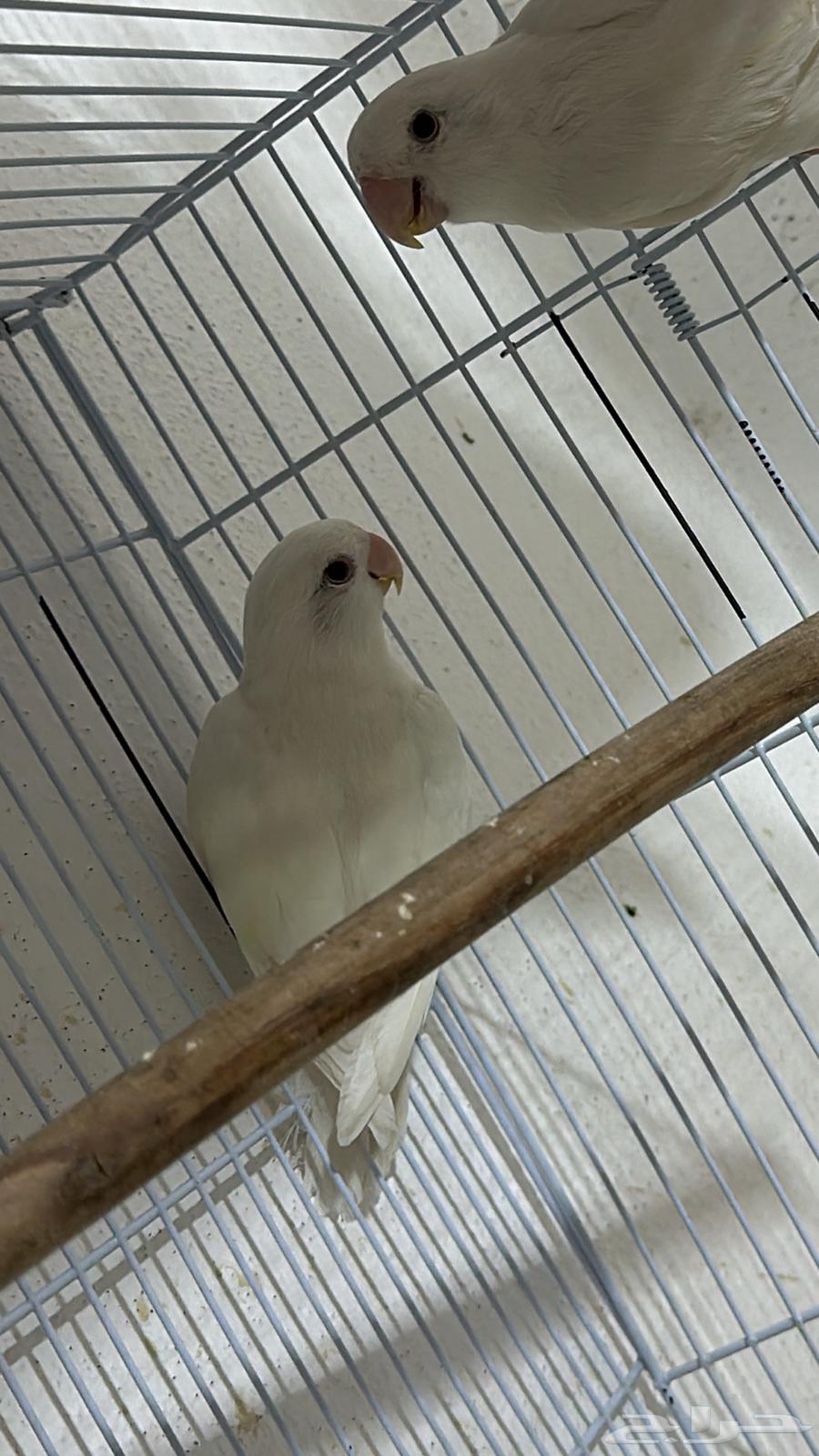 جوز البينو صافي عيون حمراء منتج64514568783747114