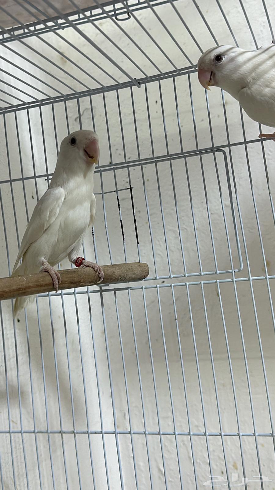 جوز البينو صافي عيون حمراء منتج64514568783747113