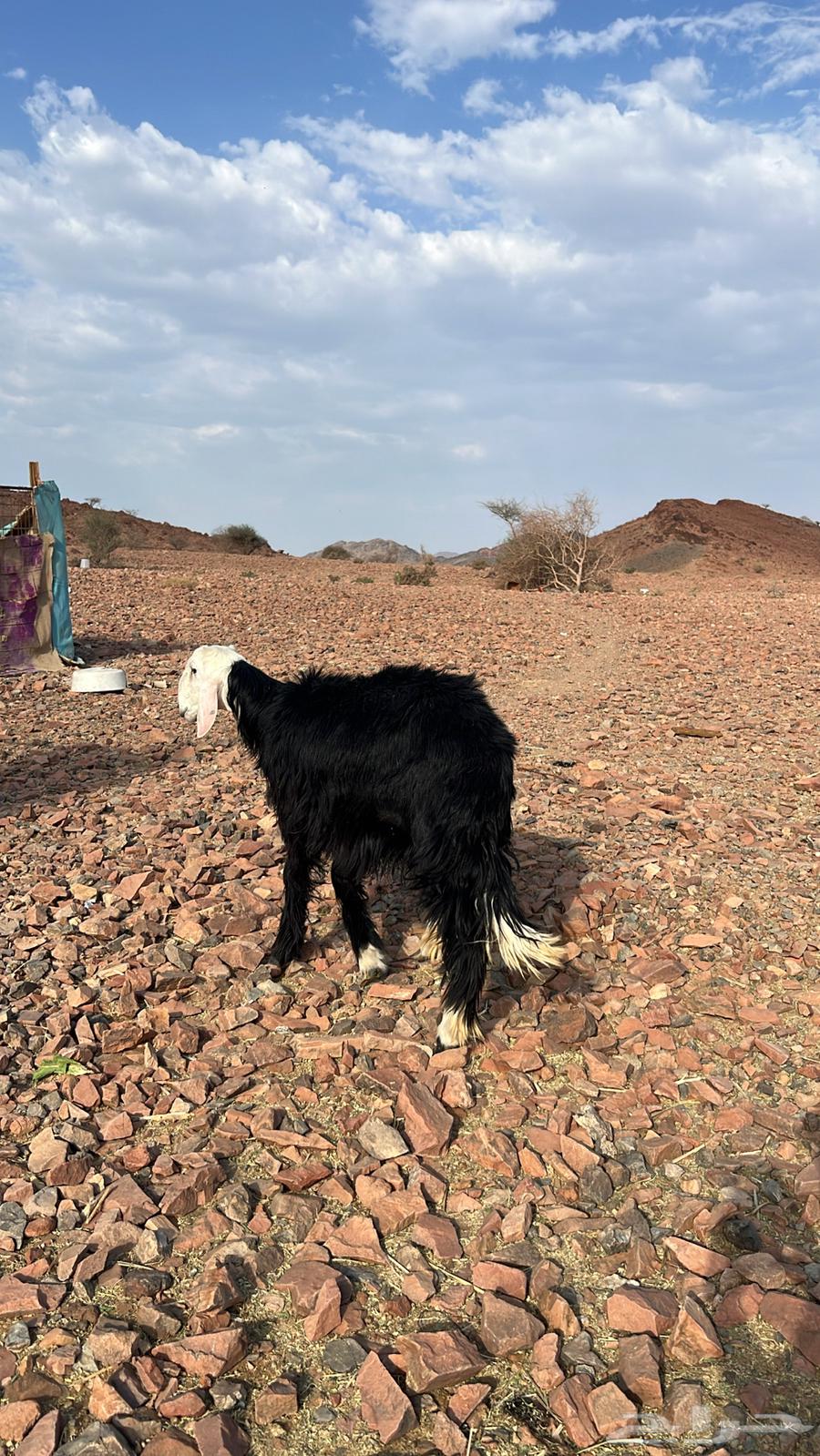 طليان نجد للبيع64515905899394112