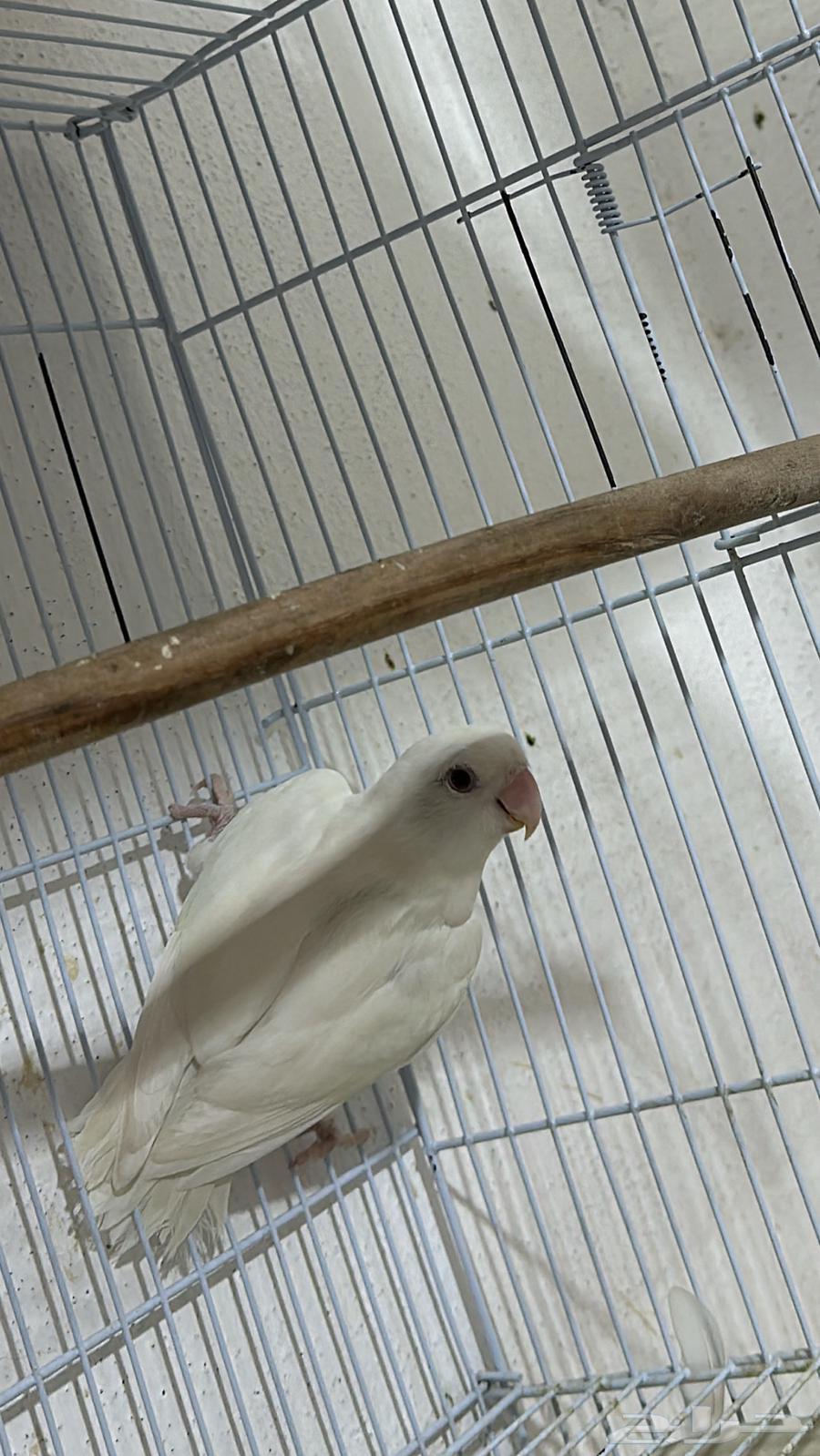 جوز البينو صافي عيون حمراء منتج64514568783747112