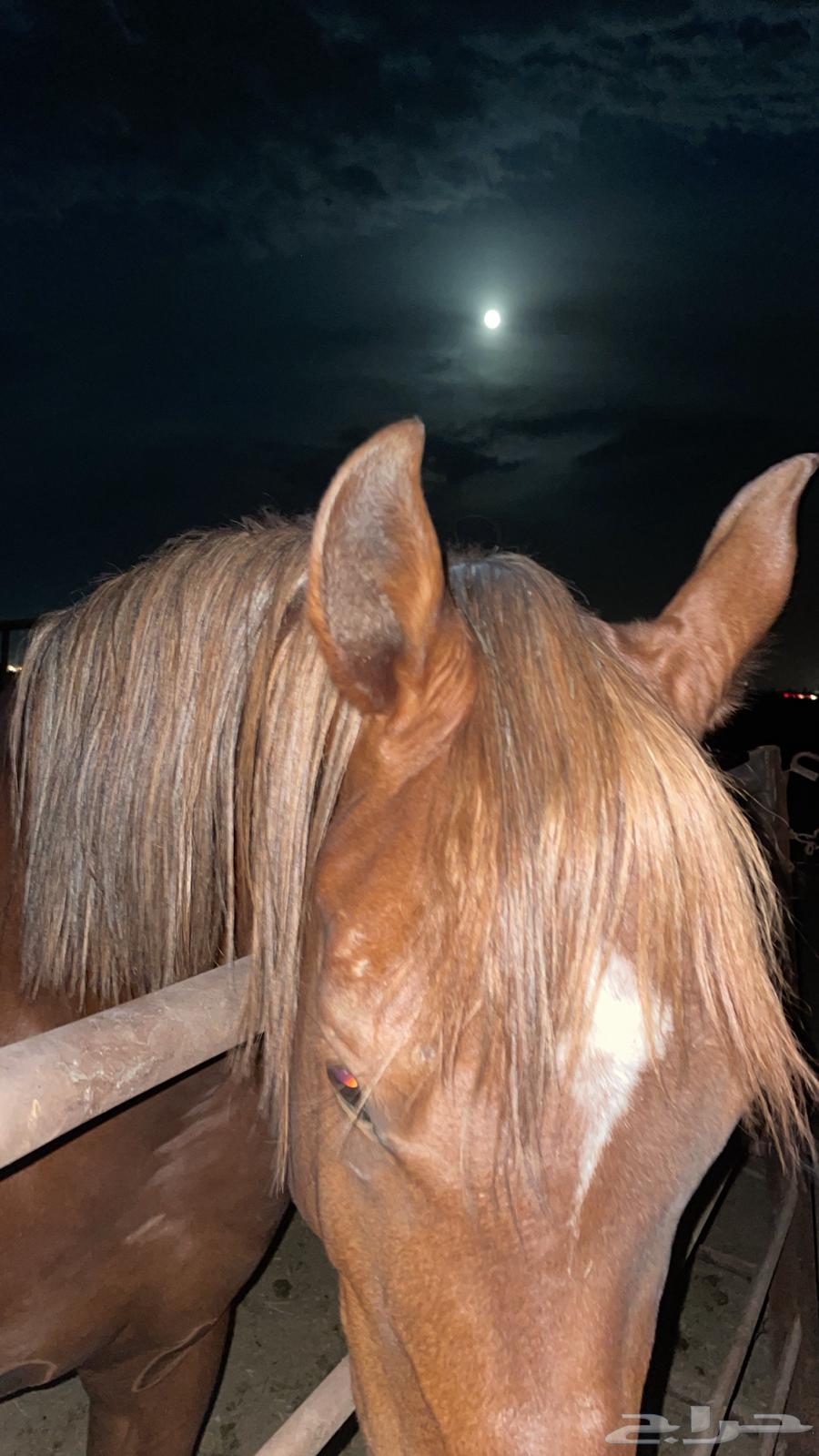 حصان للبيع64513687009283112