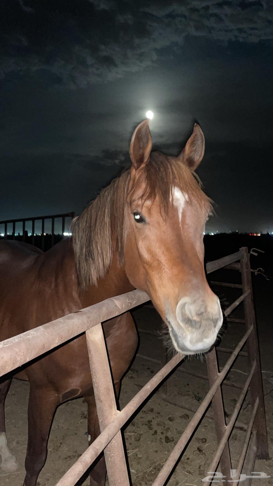 حصان للبيع64513687009283111