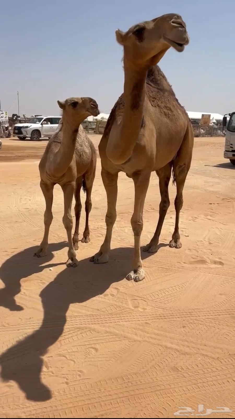 For sale, a high-quality red ten-year-old she-camel64513495158785110