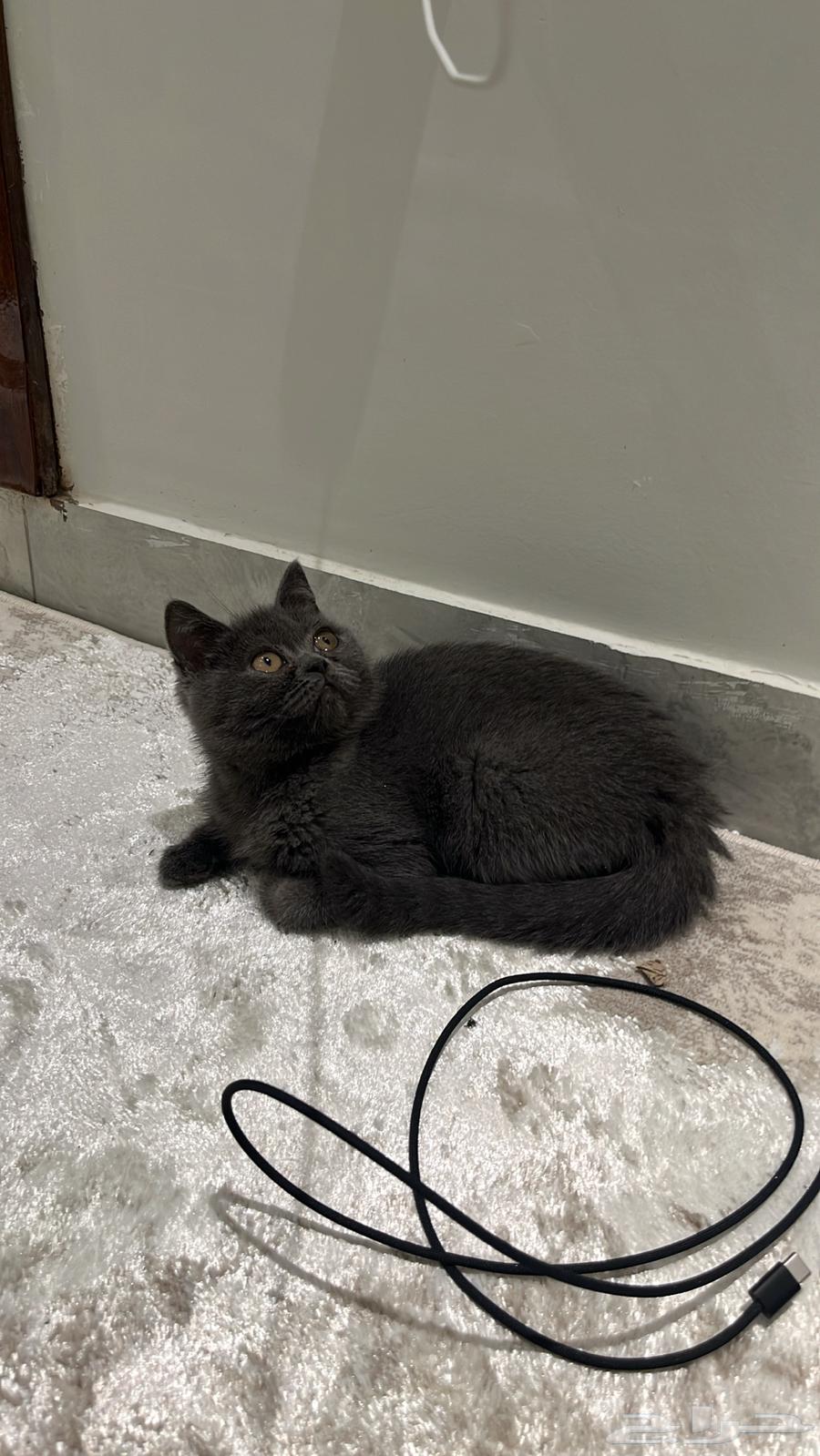 قطط للبيع64518083834113113