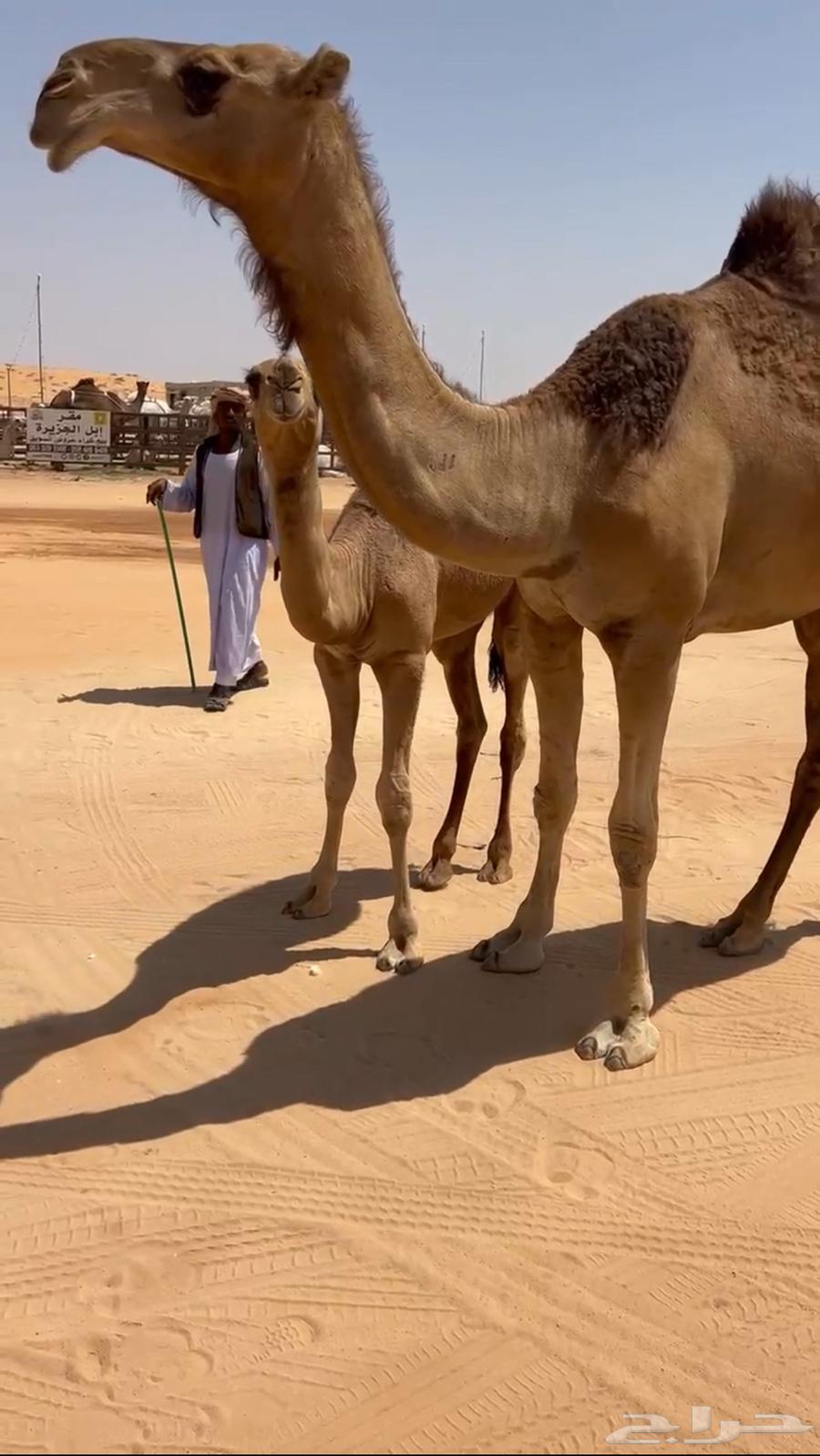 For sale, a high-quality red ten-year-old she-camel64513495158785111