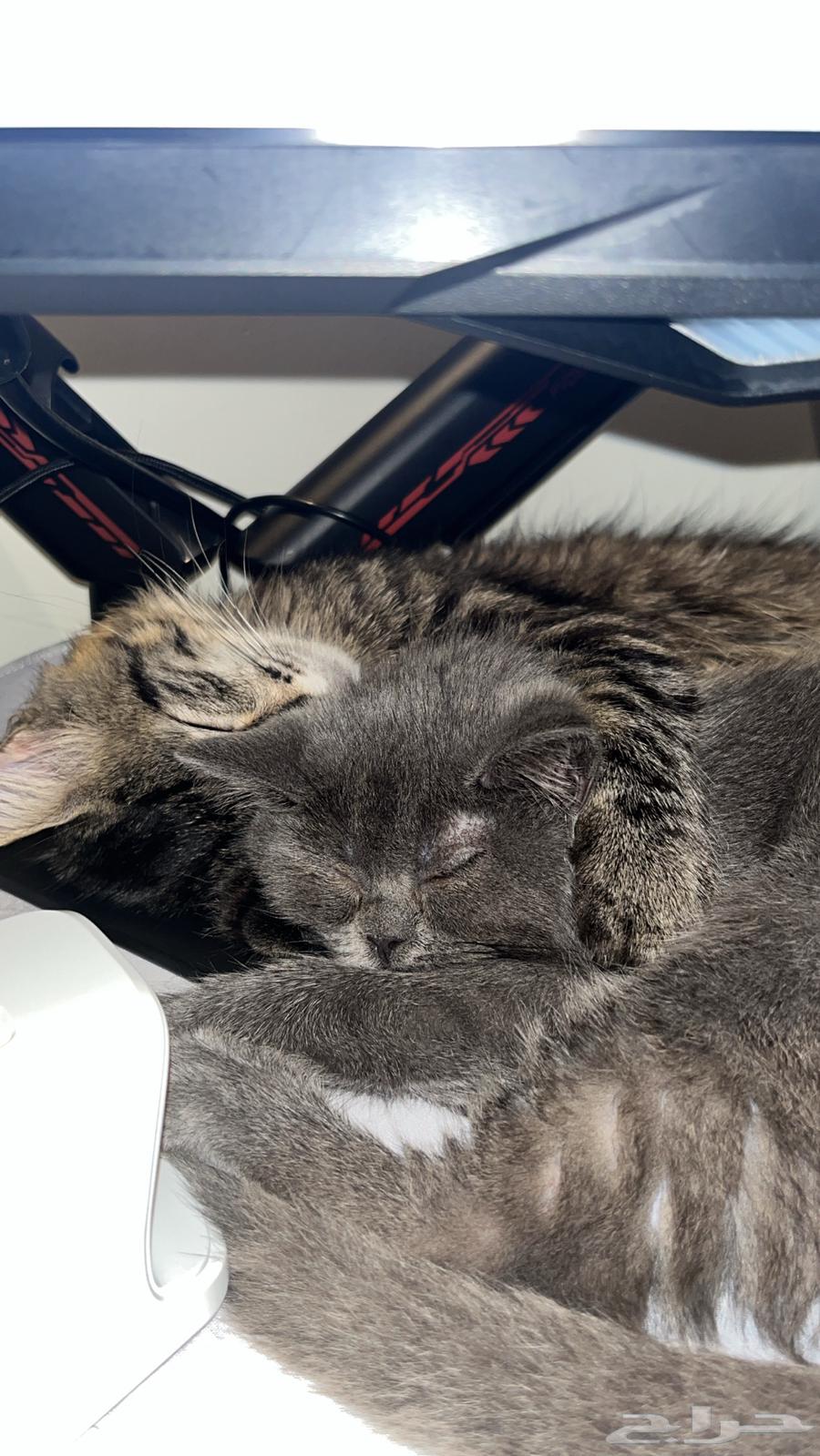 قطط للبيع64518083834113110