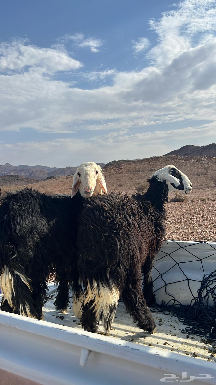 طليان نجد للبيع64515905899394110