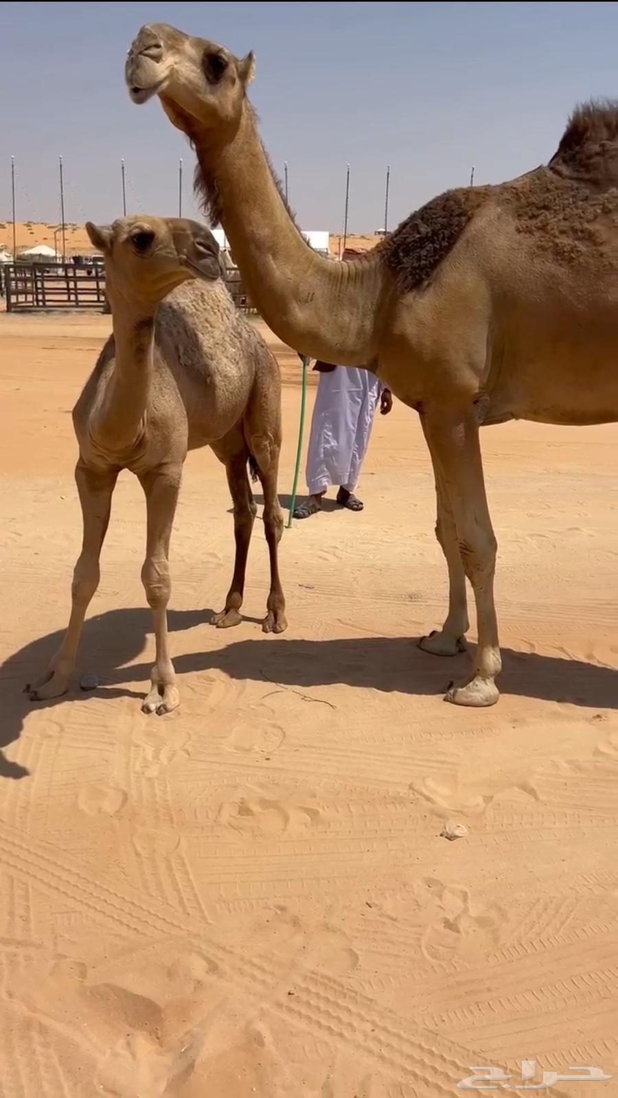 For sale, a high-quality red ten-year-old she-camel64513495158785114