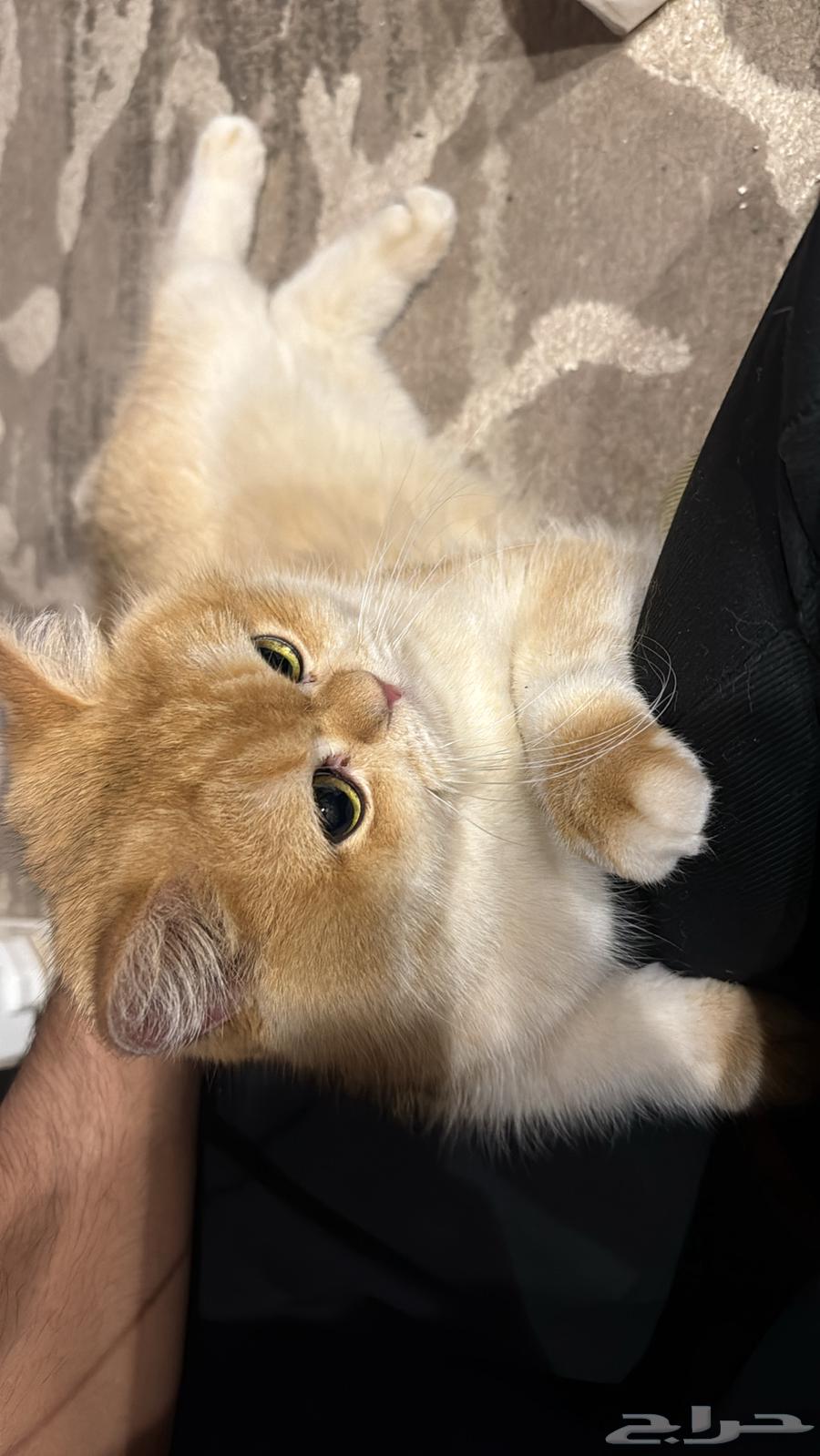 Scotch Gold High-Level Breeding, Not for Sale64517104820481111