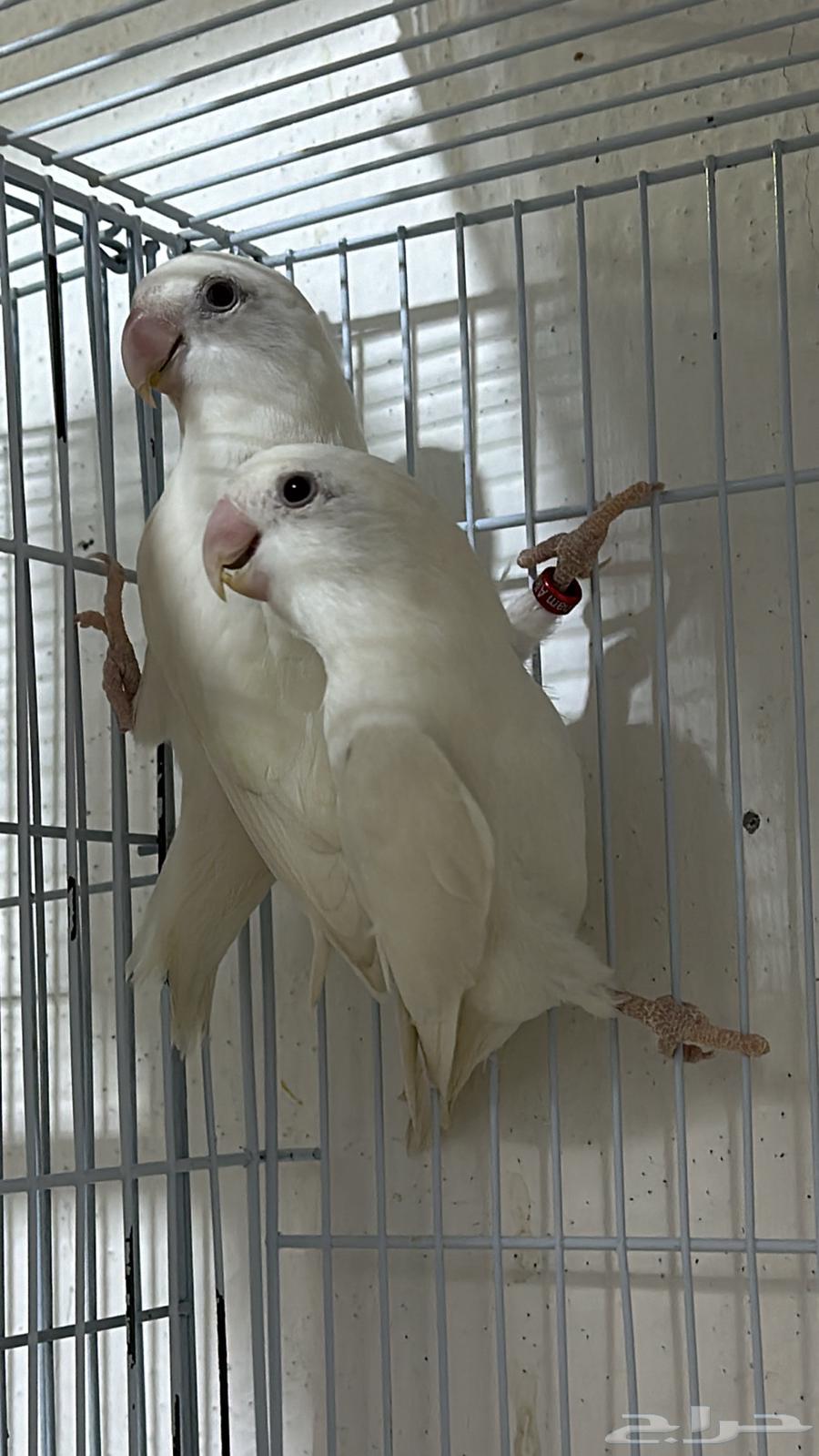 جوز البينو صافي عيون حمراء منتج64514568783747111