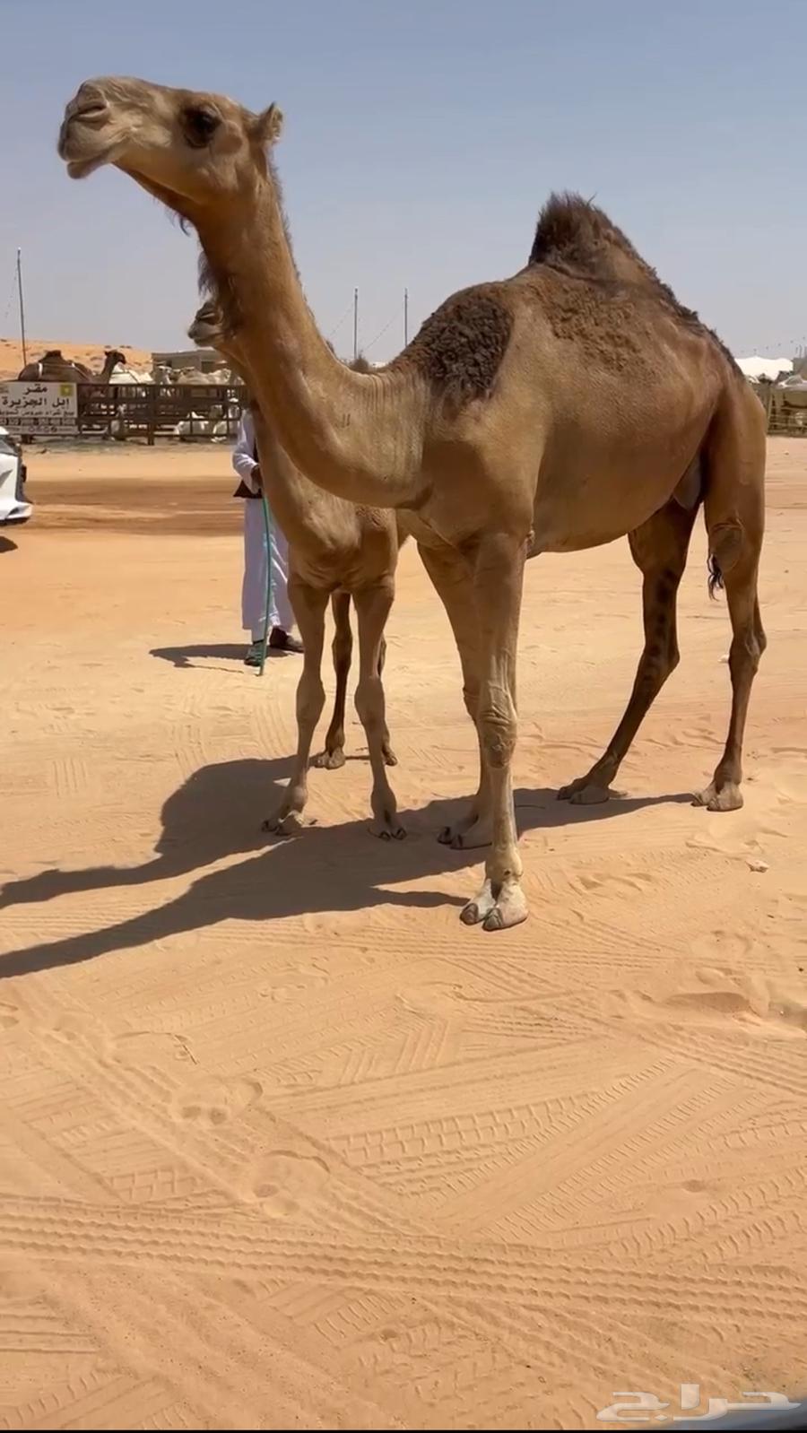 For sale, a high-quality red ten-year-old she-camel64513495158785113