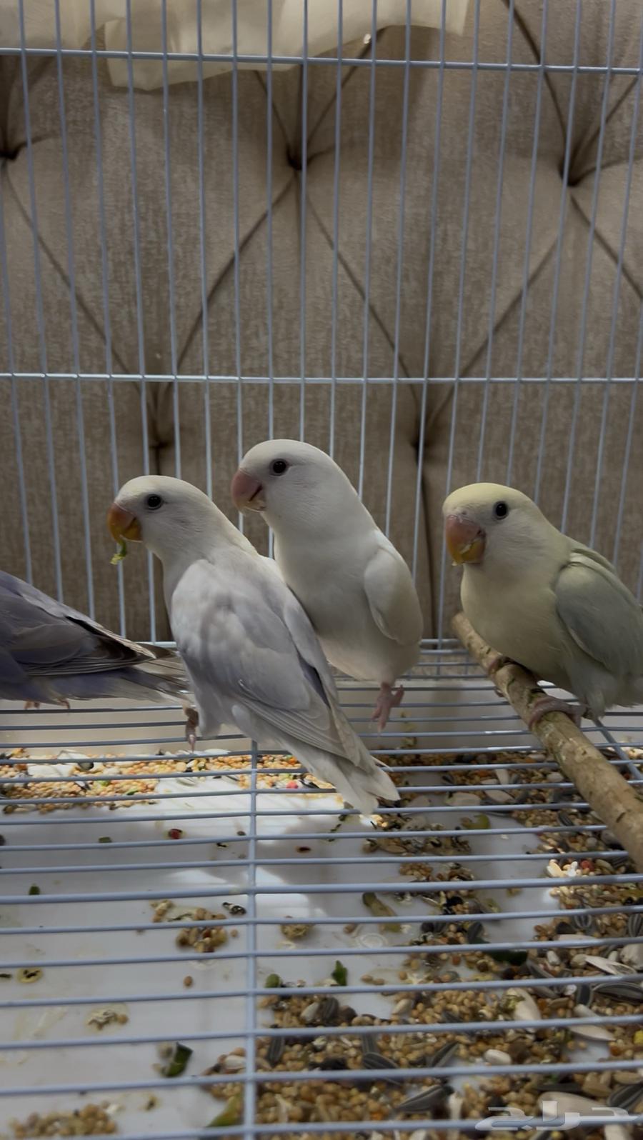 4 روز الليفات الواحد ب250 ريال64513880332930111