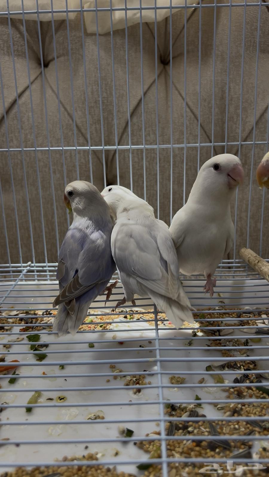 4 روز الليفات الواحد ب250 ريال64513880332930112