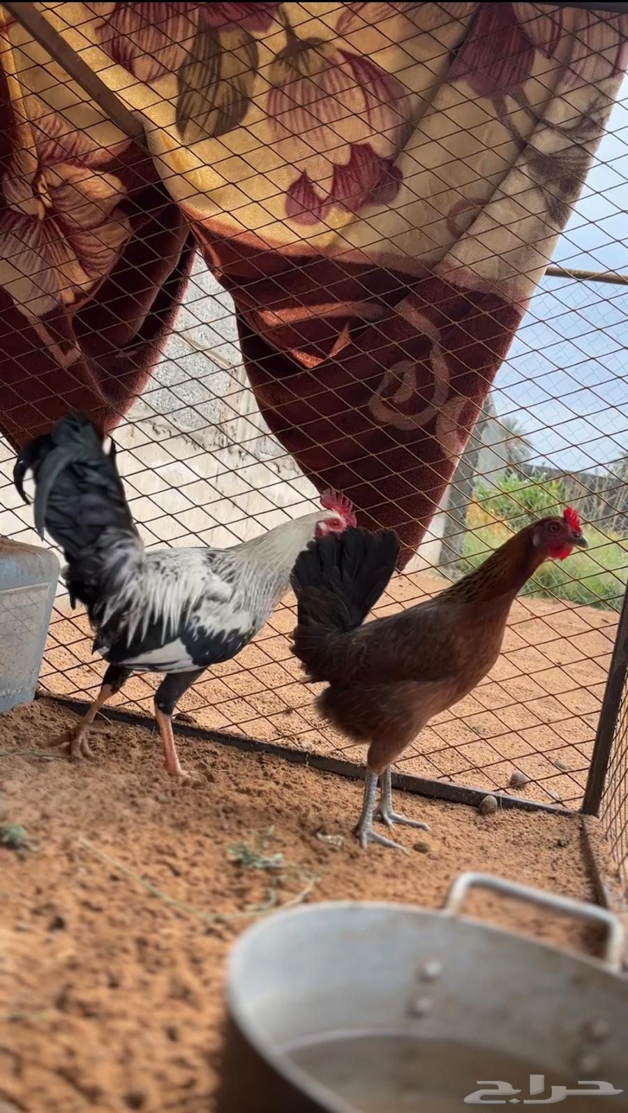 دجاج للبيع64512873796098111