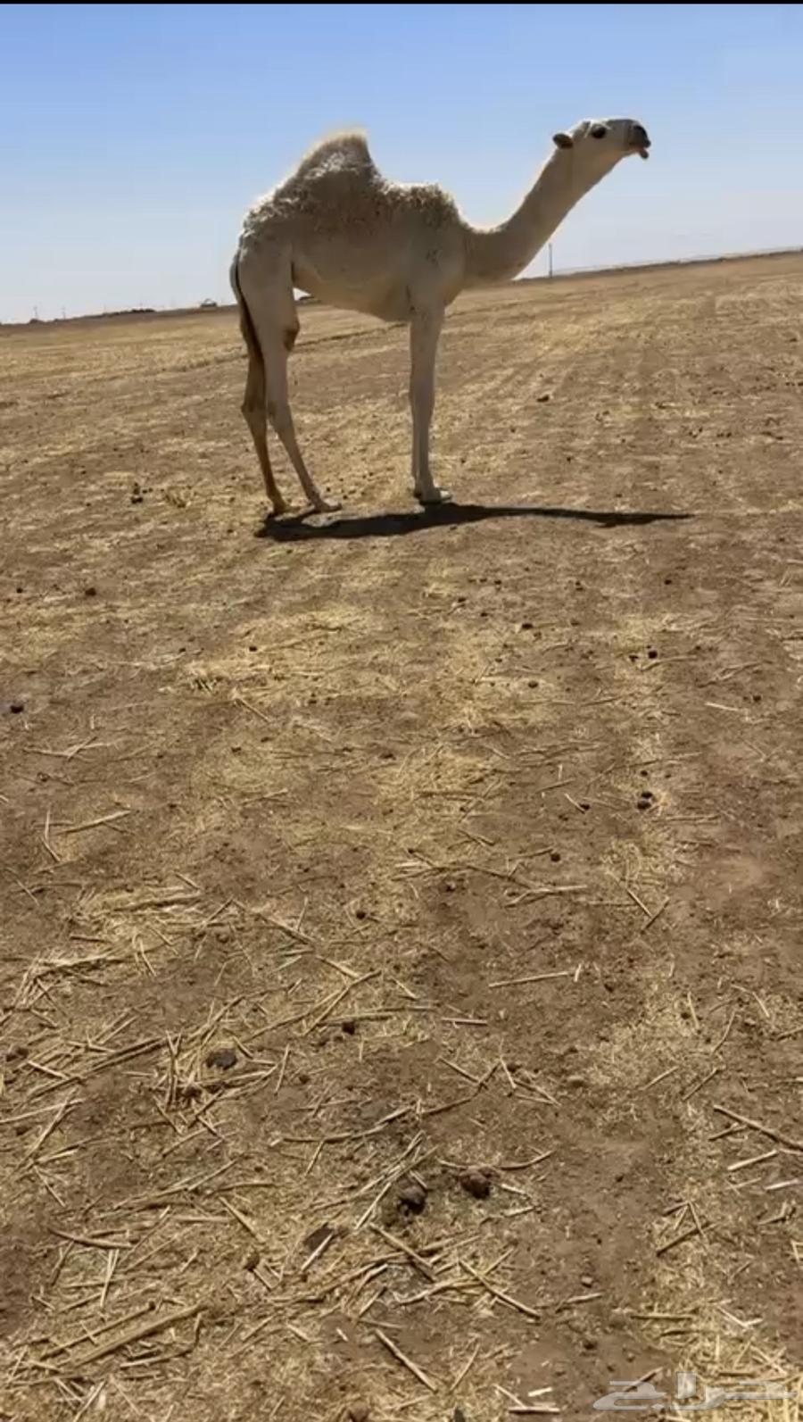 للبيع عشرا كفو تحتها بكره64513880306689111