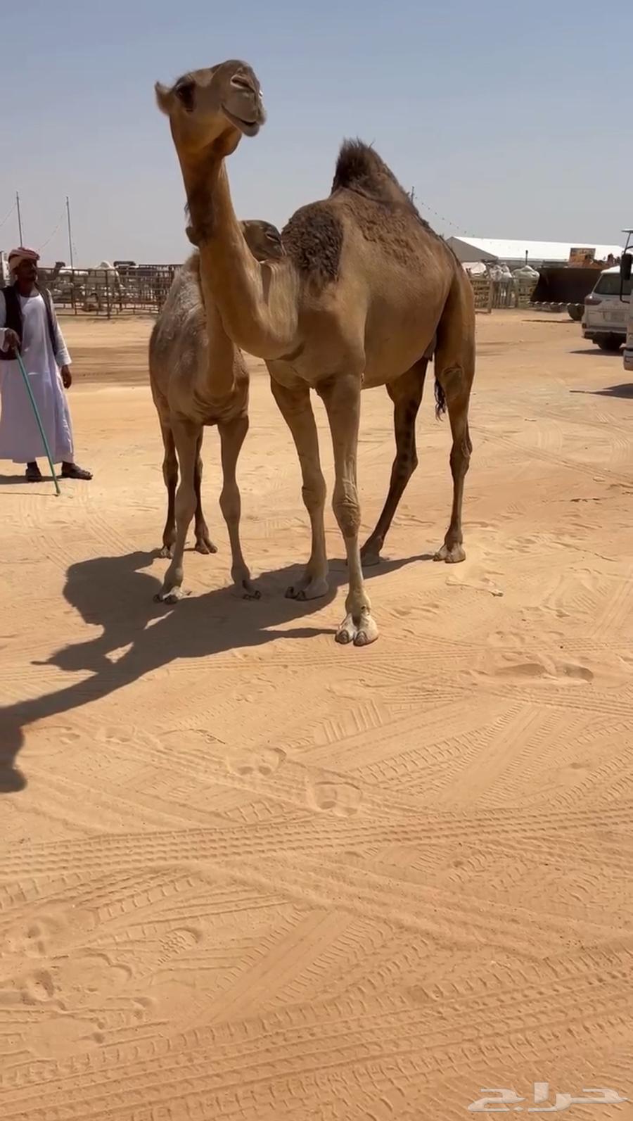 For sale, a high-quality red ten-year-old she-camel64513495158785112