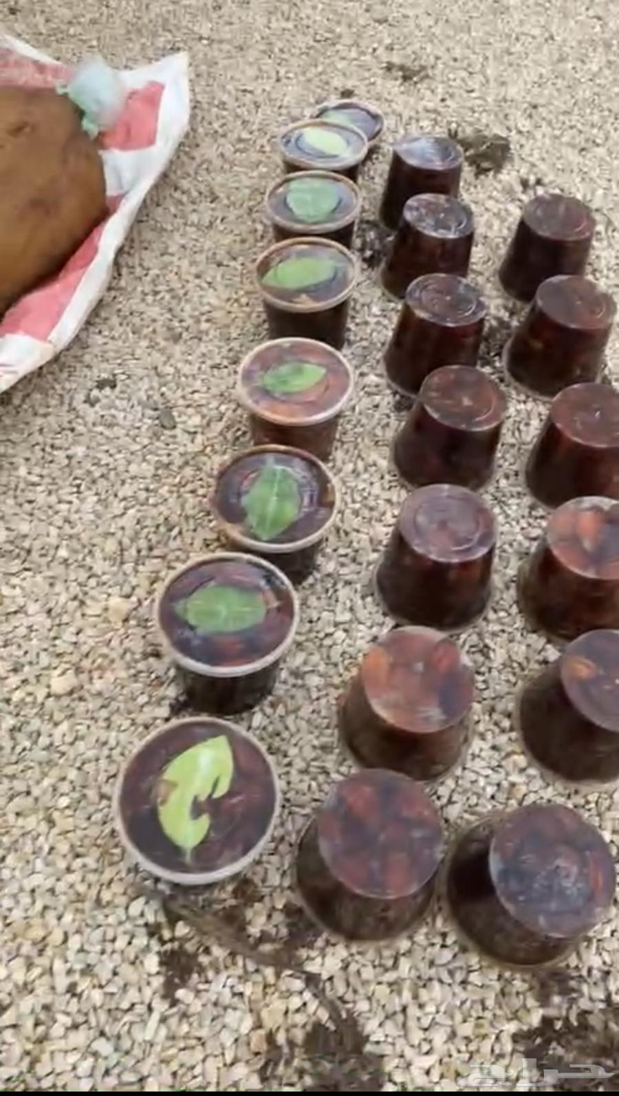 Dates Bag and Boxes 900 Grams64517178367489112