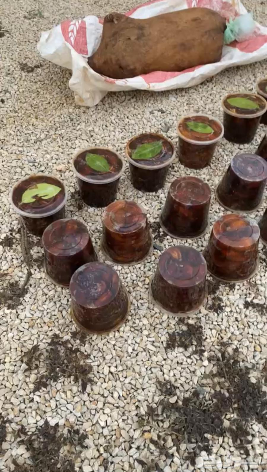 Dates Bag and Boxes 900 Grams64517178367489111