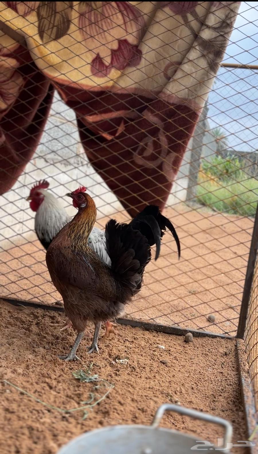 دجاج للبيع64512873796098112