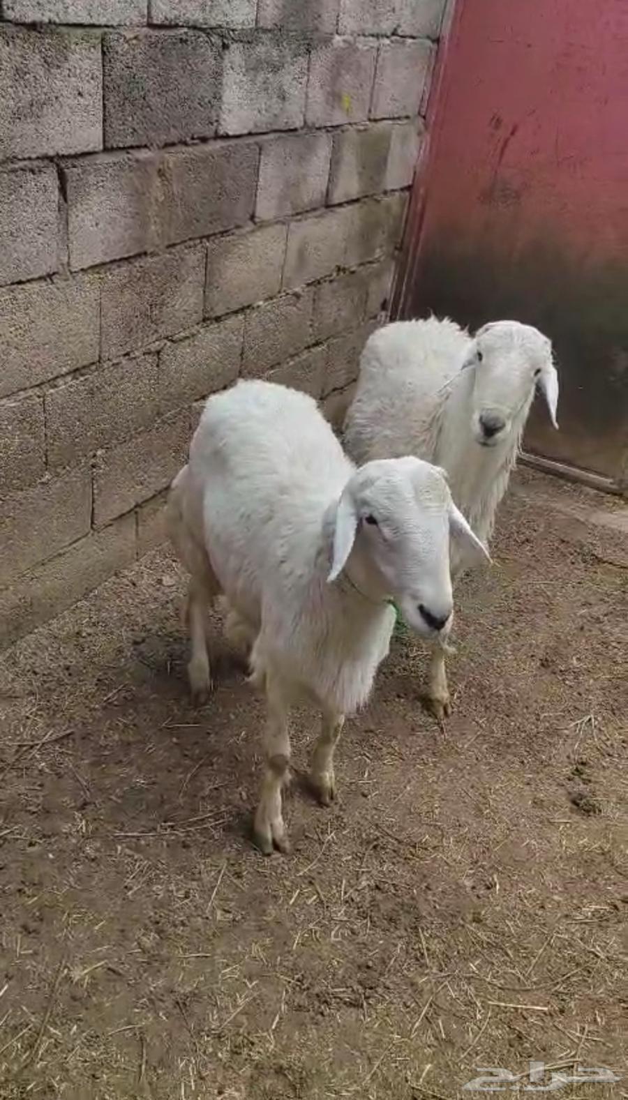 For sale, clean local thinnian and on condition64512483083779111