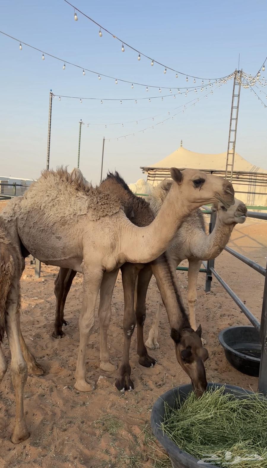 حشو برية للبيع في طويق64510817385345110