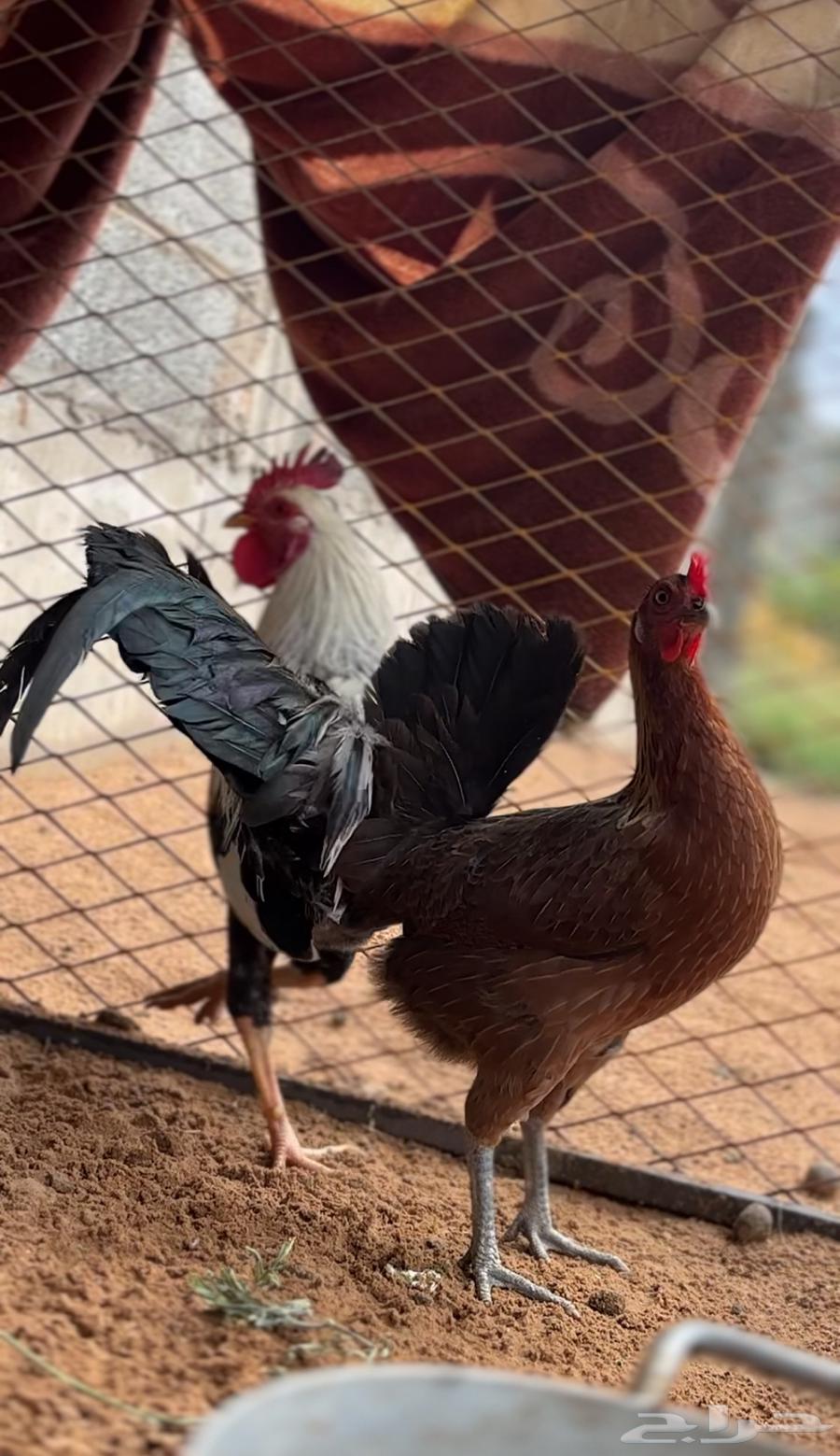 دجاج للبيع64512873796098110