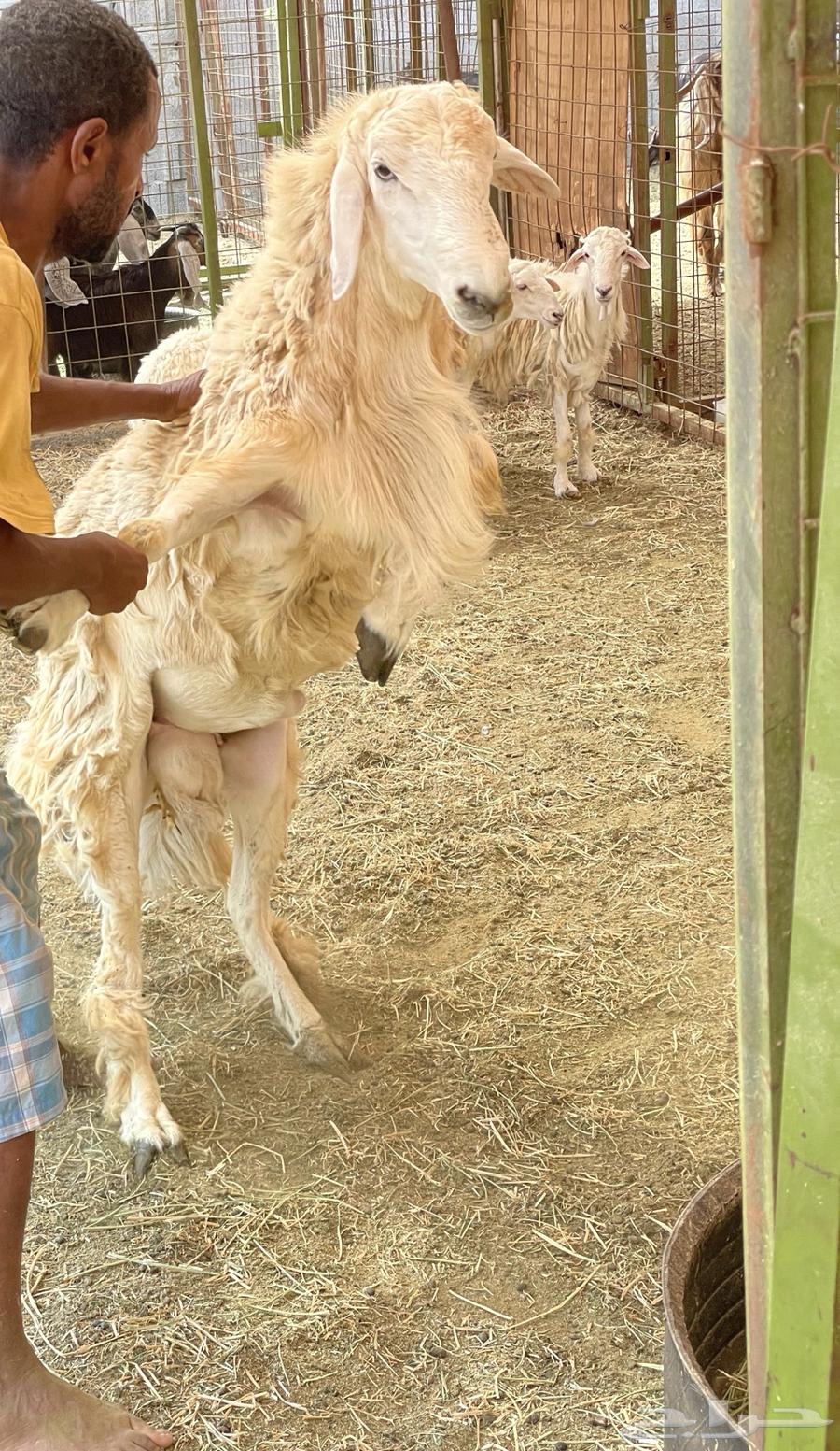 Stallion for sale, conditioned, one year old, front teeth have fallen out64513410494209111