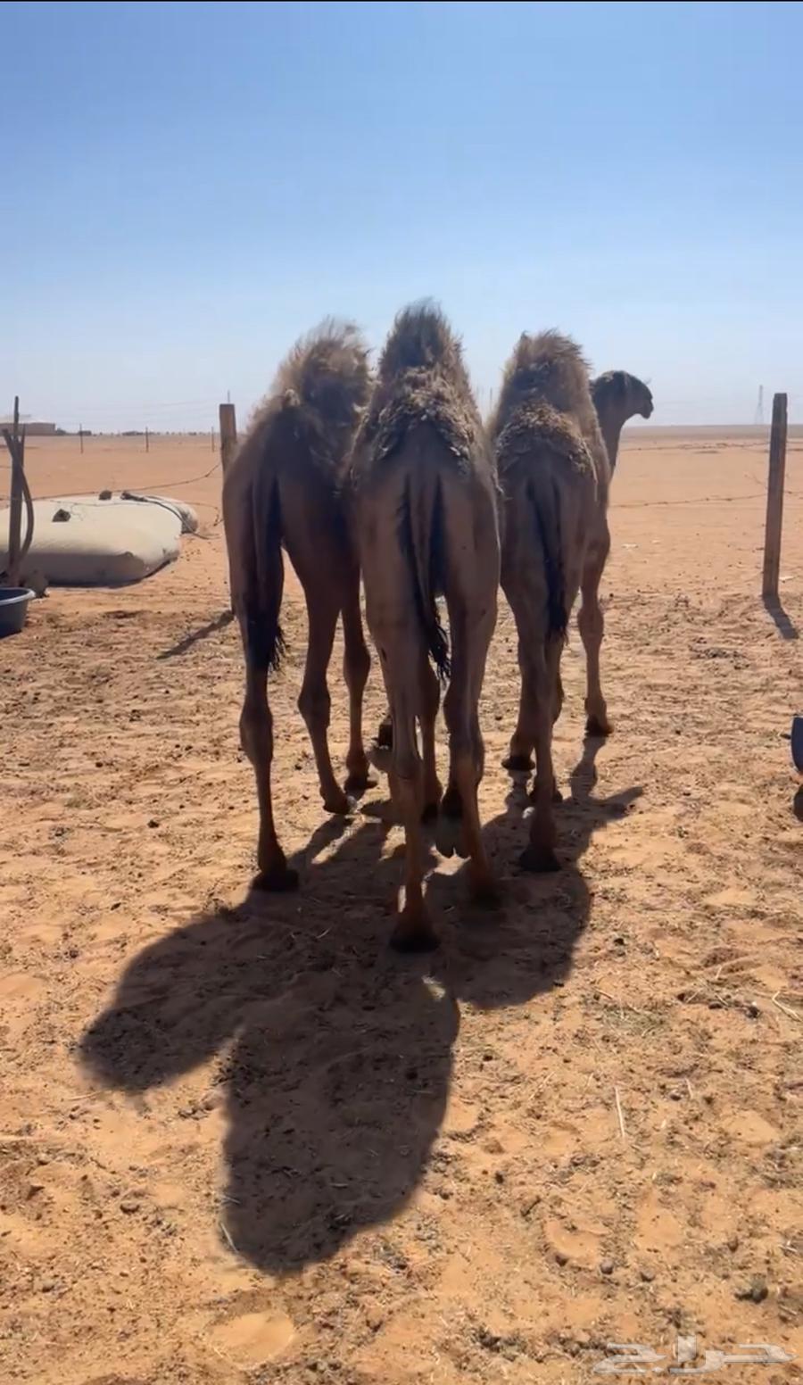 قعدان للبيع في الرمحية64511898463363110