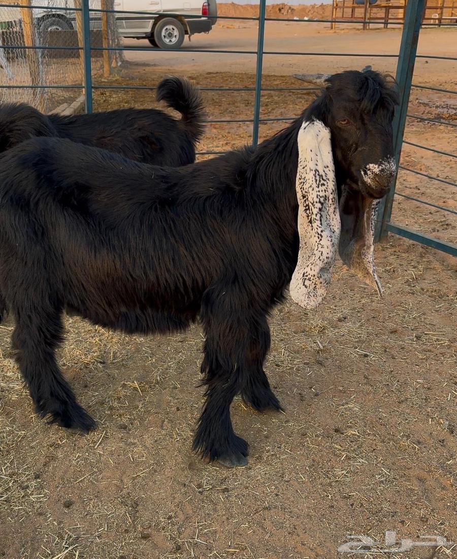 تيوس عوارض صنف64516086628611111