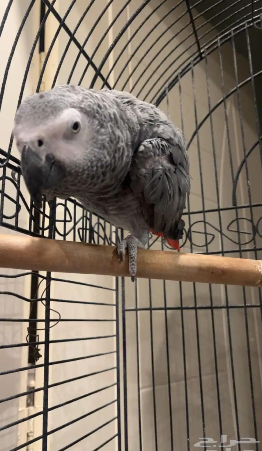 ببغاء كاسكو للبيع64511506576641111