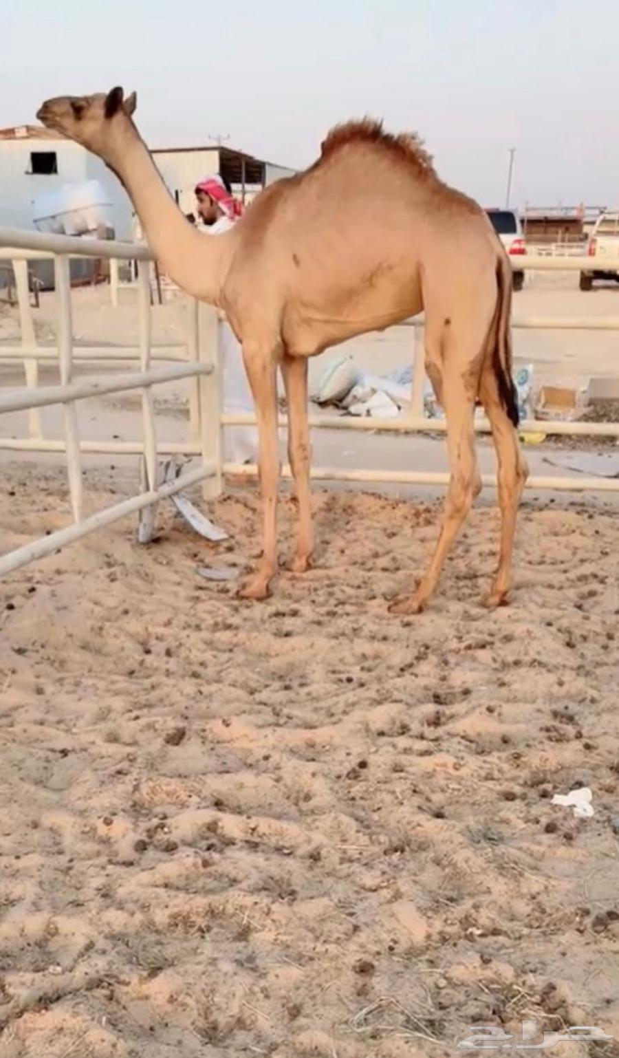 For sale, high-quality weaned calf64516568474498110