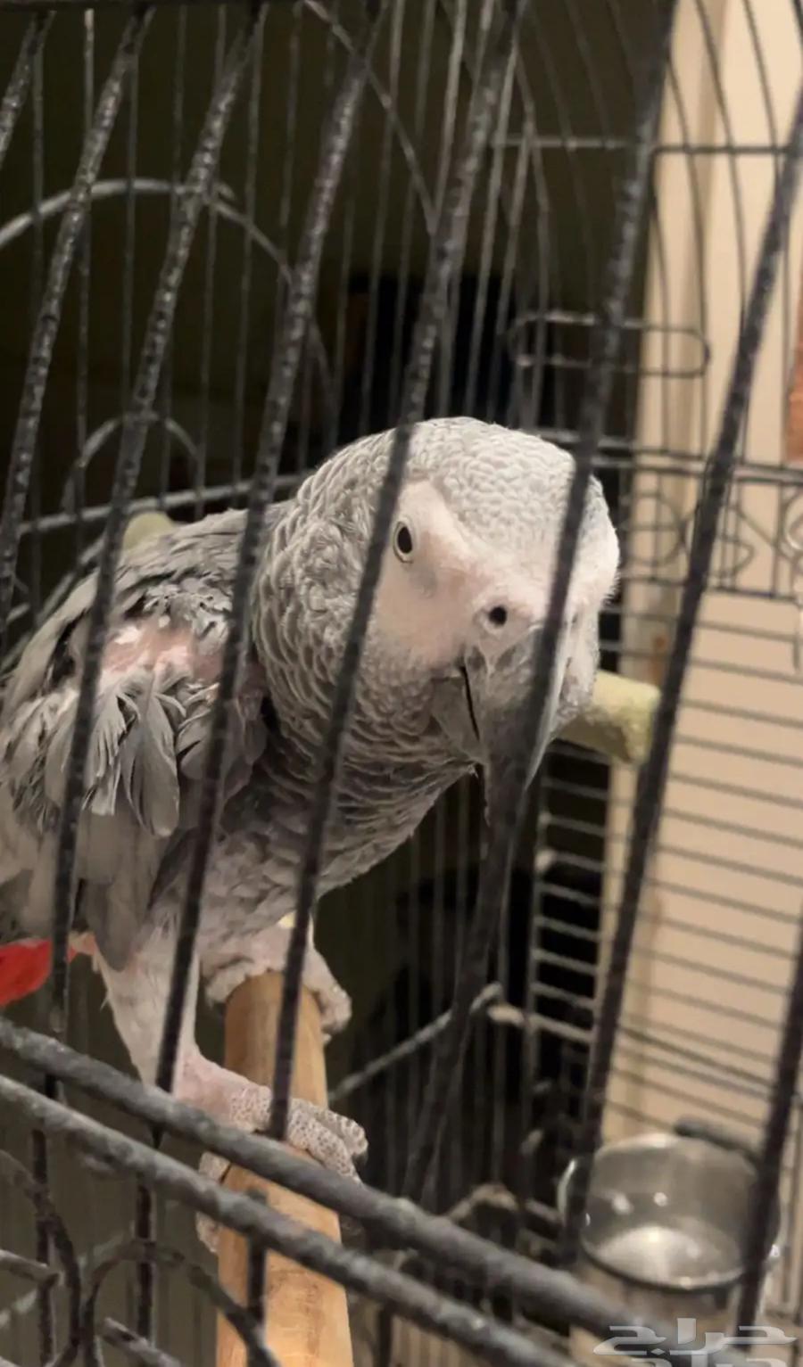 ببغاء كاسكو للبيع64511506576641110
