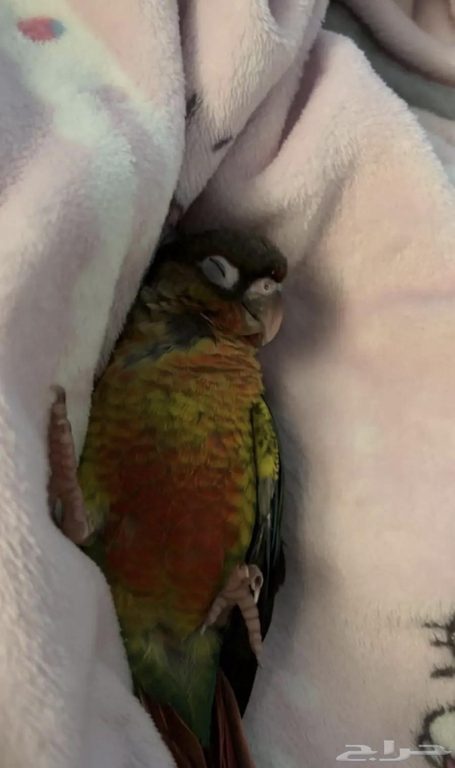 ببغاء64517775484162111