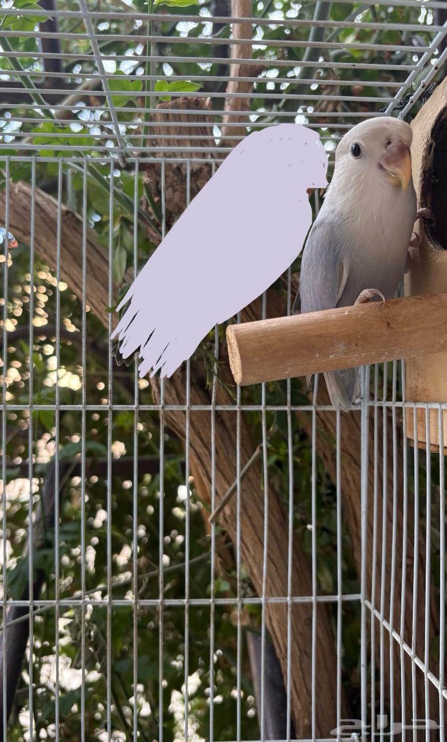 طير روز مع الملحقات على السوم64517333612035111