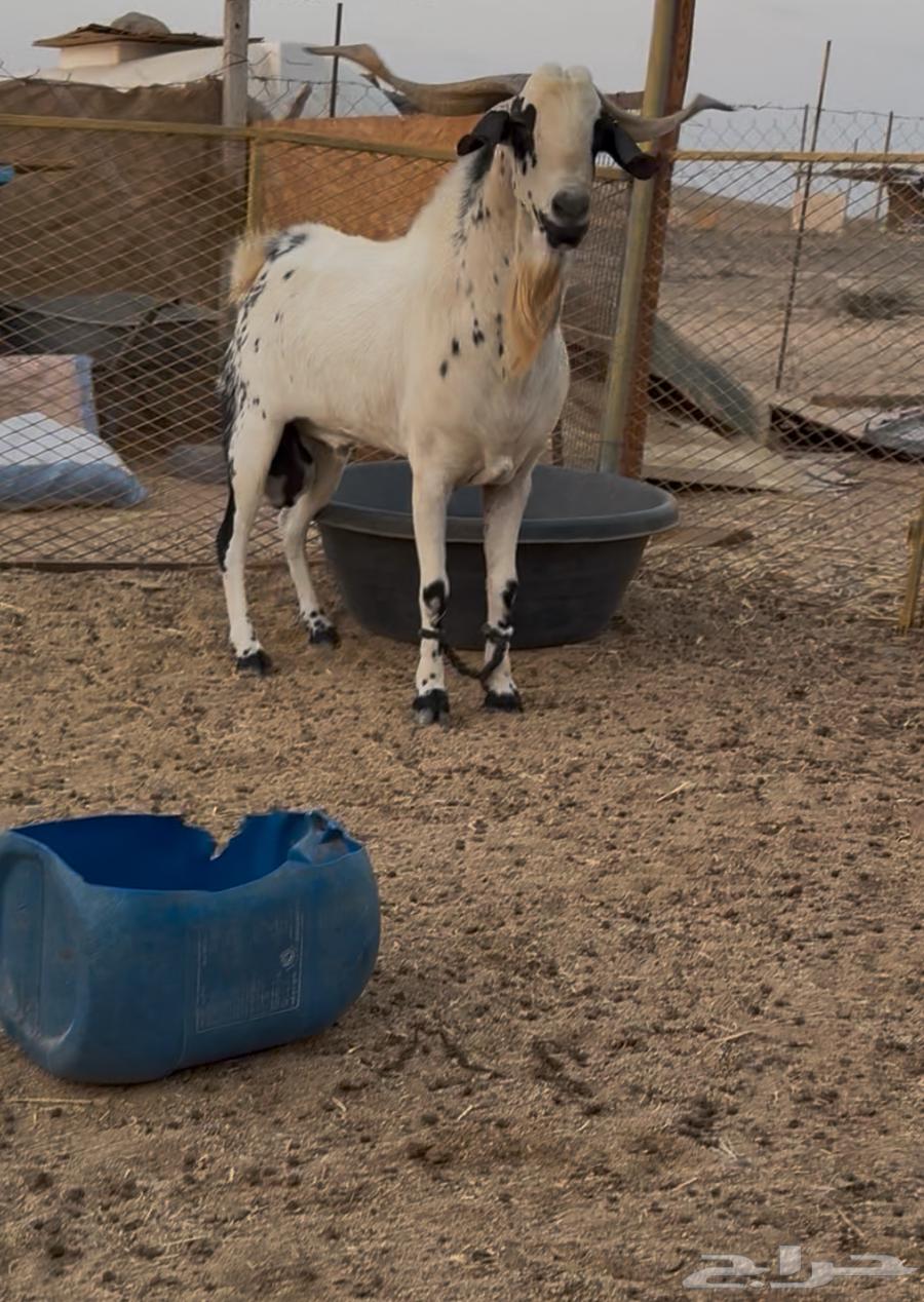 تيس فحل بيشي مشروط من كل العذاريب. تم البيع64517733185411110