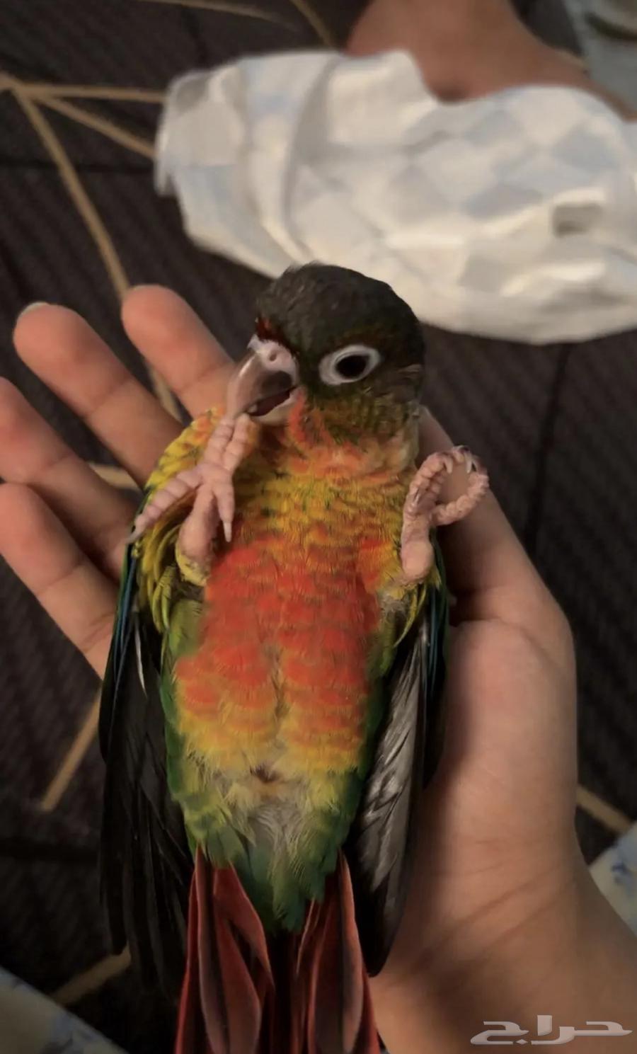 ببغاء64517775484162110